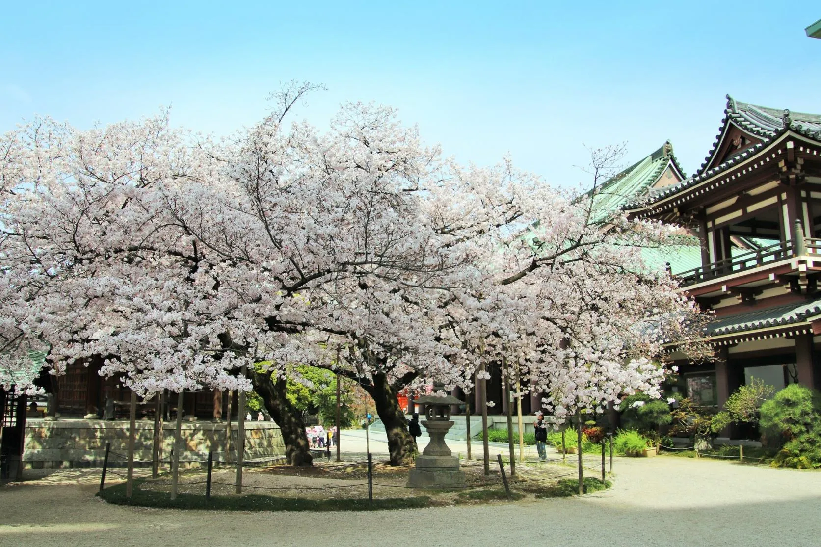 春季櫻花與東長寺五重塔同框