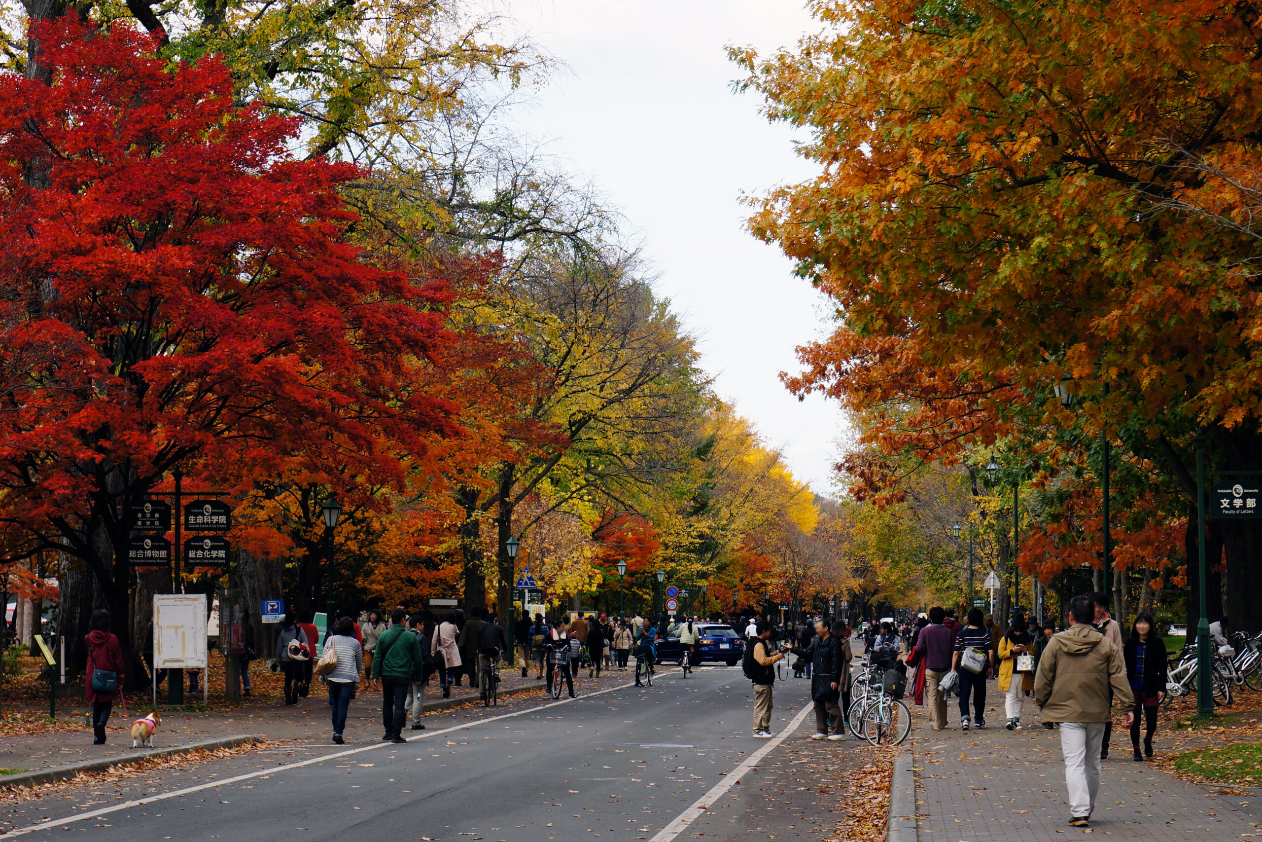 北海道大學秋季並木步道，兩旁黃葉樹木夾道，遊客漫步校園。