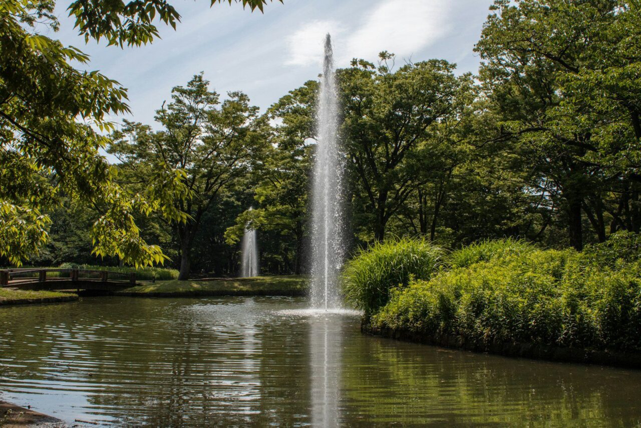 代代木公園開闊草坪與噴泉水池,茂密樹林環繞,藍天白雲下適合野餐散步。