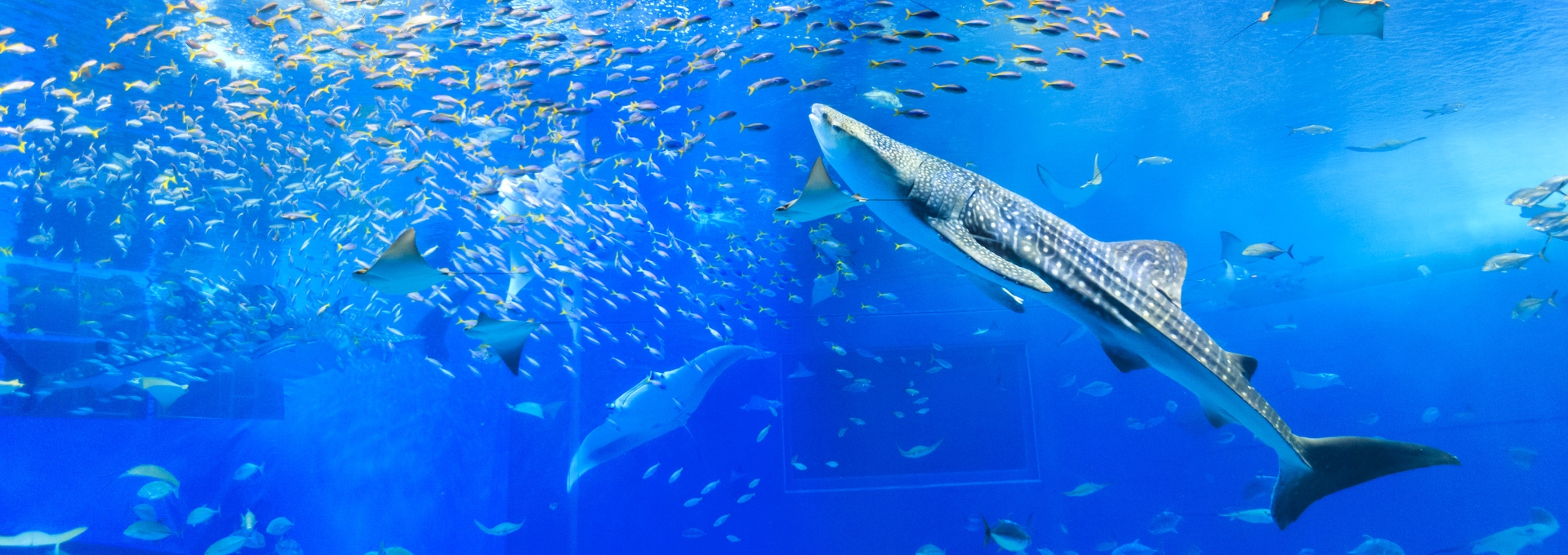 沖繩美麗海水族館大水槽