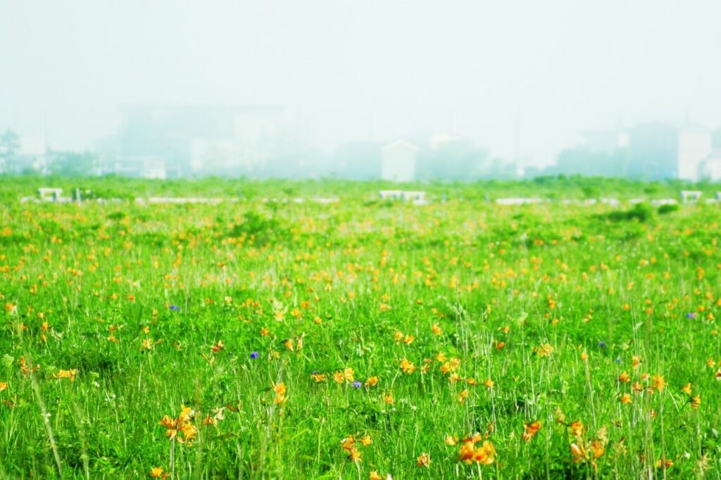霧多布濕原 花