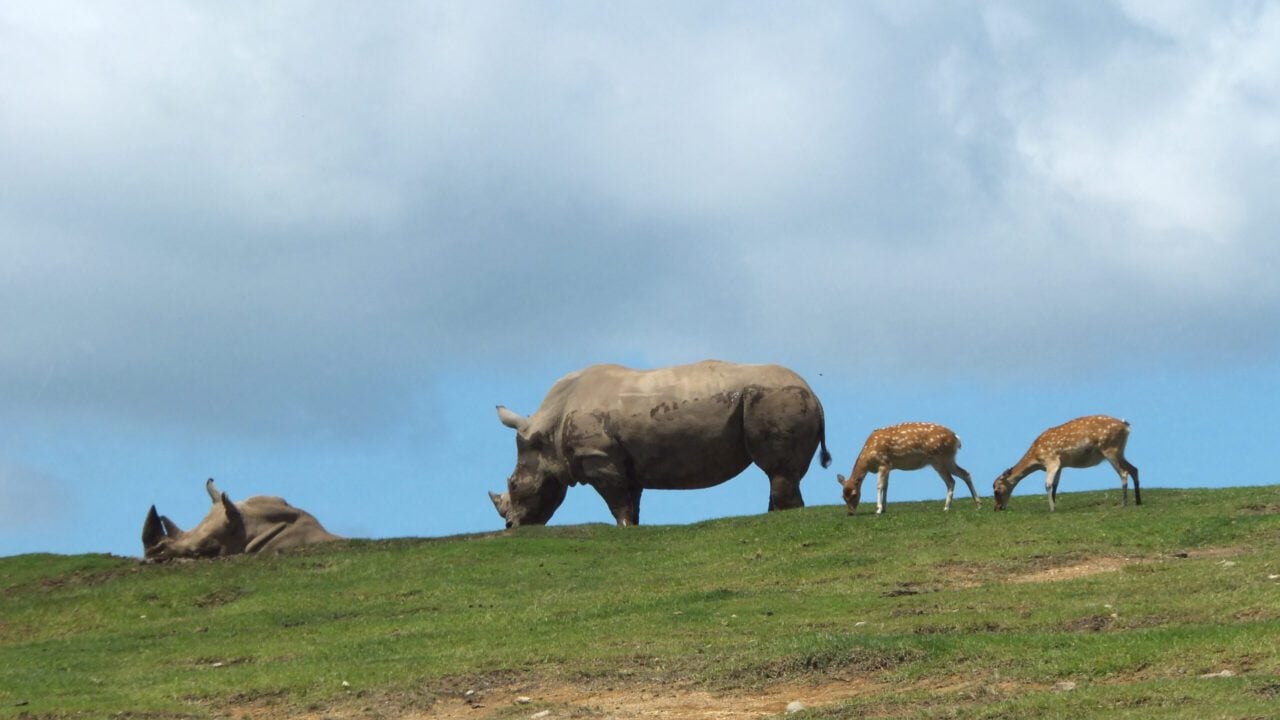 九州自然動物公園園區,叢林巴士近距離觀察動物