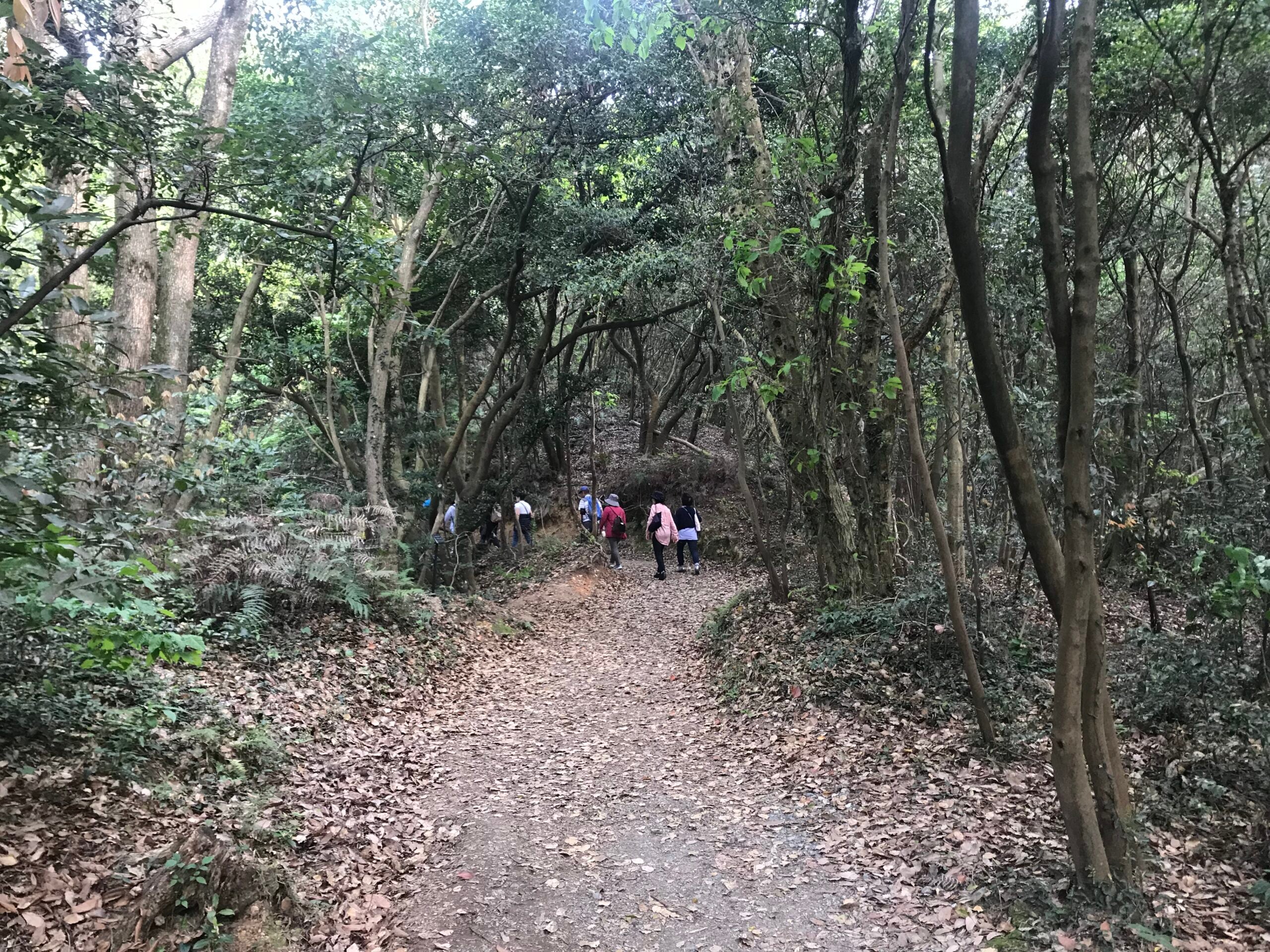 篠栗九大の森的森林步道，遊客沿泥土小徑健行，兩旁高大杉木與綠意。