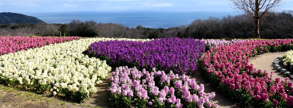 兵庫縣立公園淡路花sajiki
