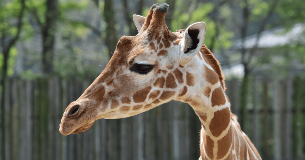東武動物公園的長頸鹿