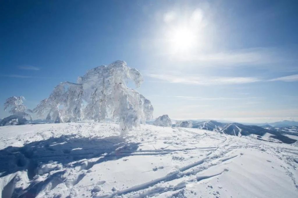 Haven Niseko 二世古住宿照片 (4)