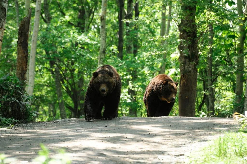 Sahoro Resort Hotel 二世古住宿照片 (1)
