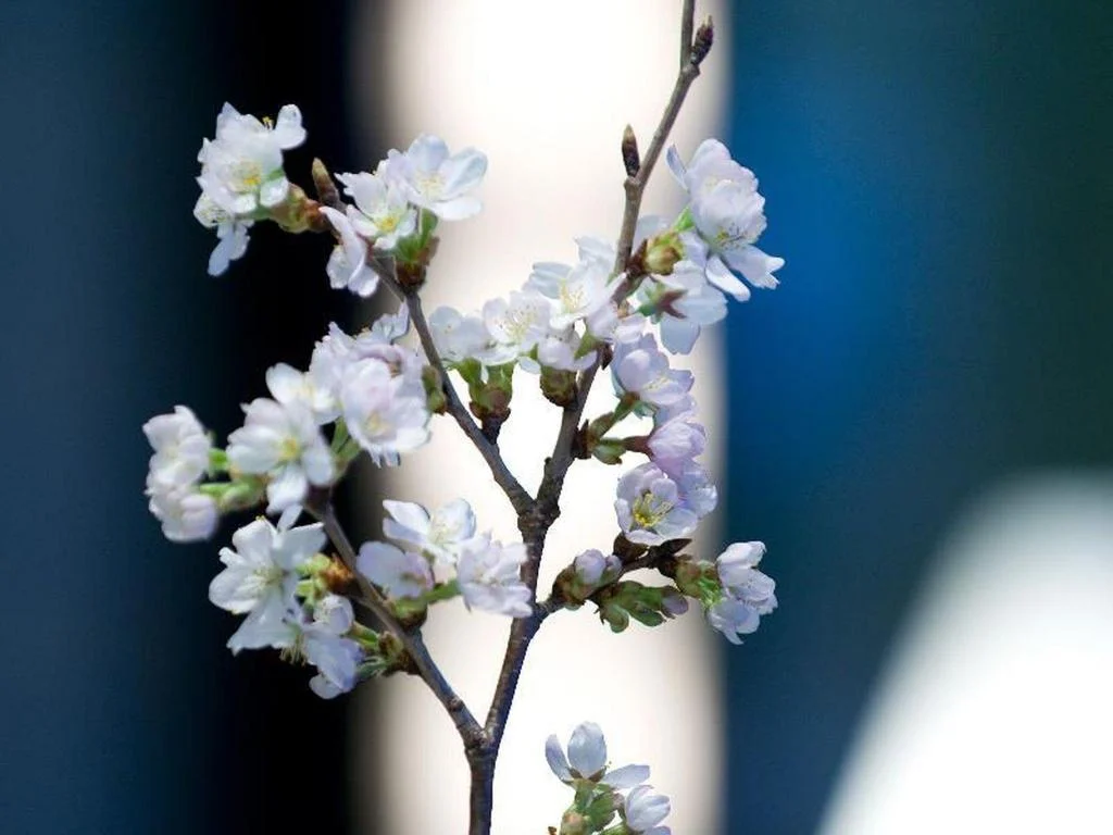 Sapporo Kitahiroshima Classe Hotel 札幌住宿照片 (3)