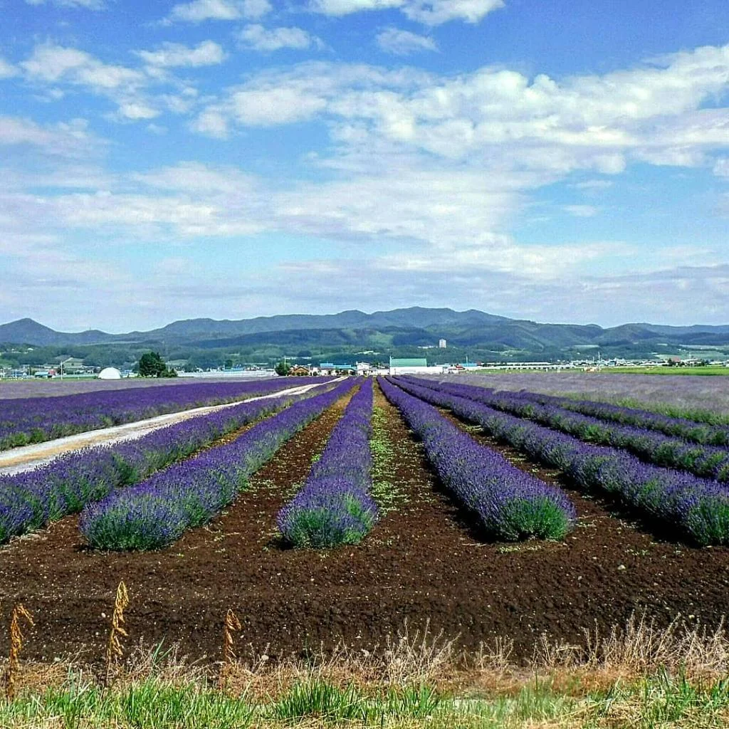 TKD HOUSE Furano 富良野住宿照片 (4)