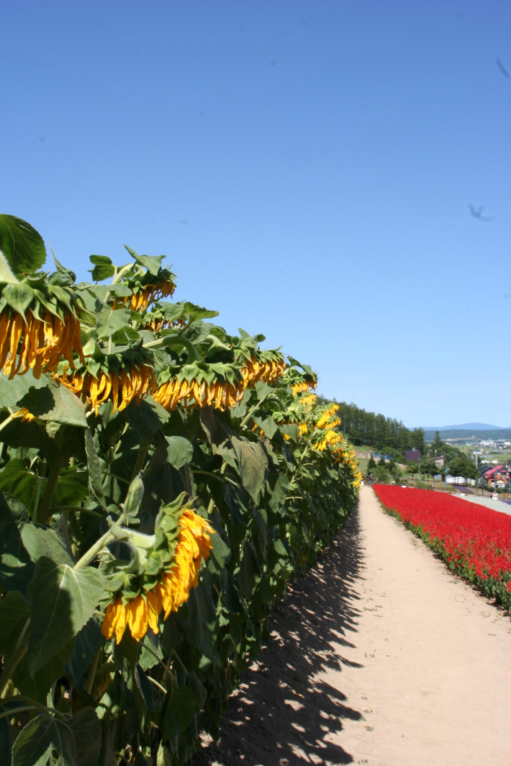 中富良野町營薰衣草園全景
