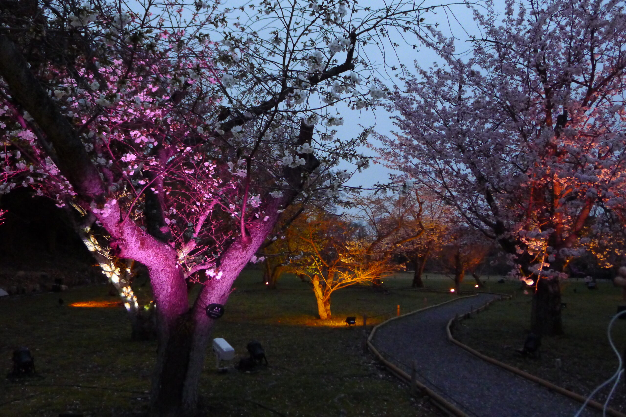 二条城裸體花卉 03