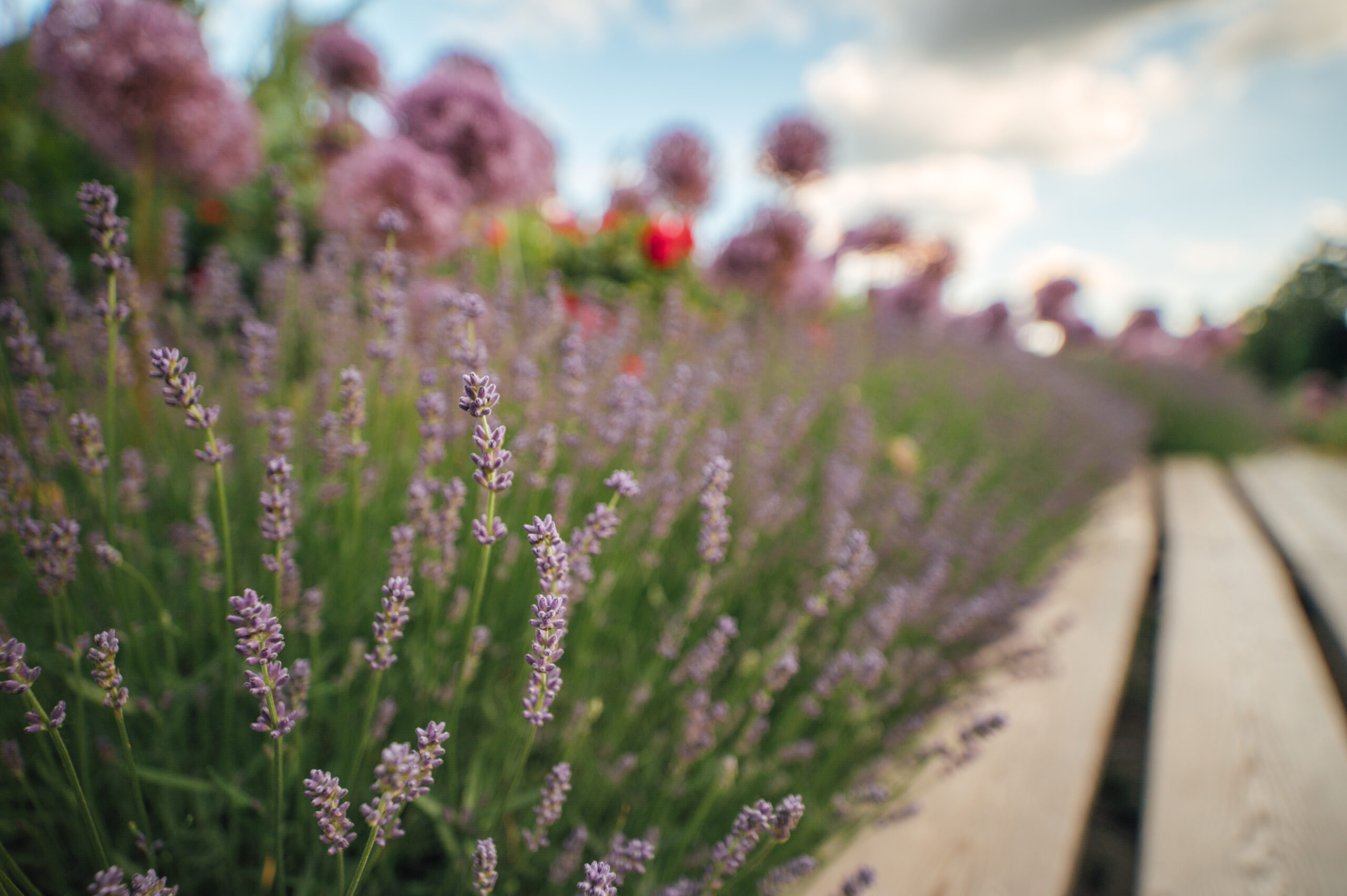 公園長椅旁的薰衣草特寫
