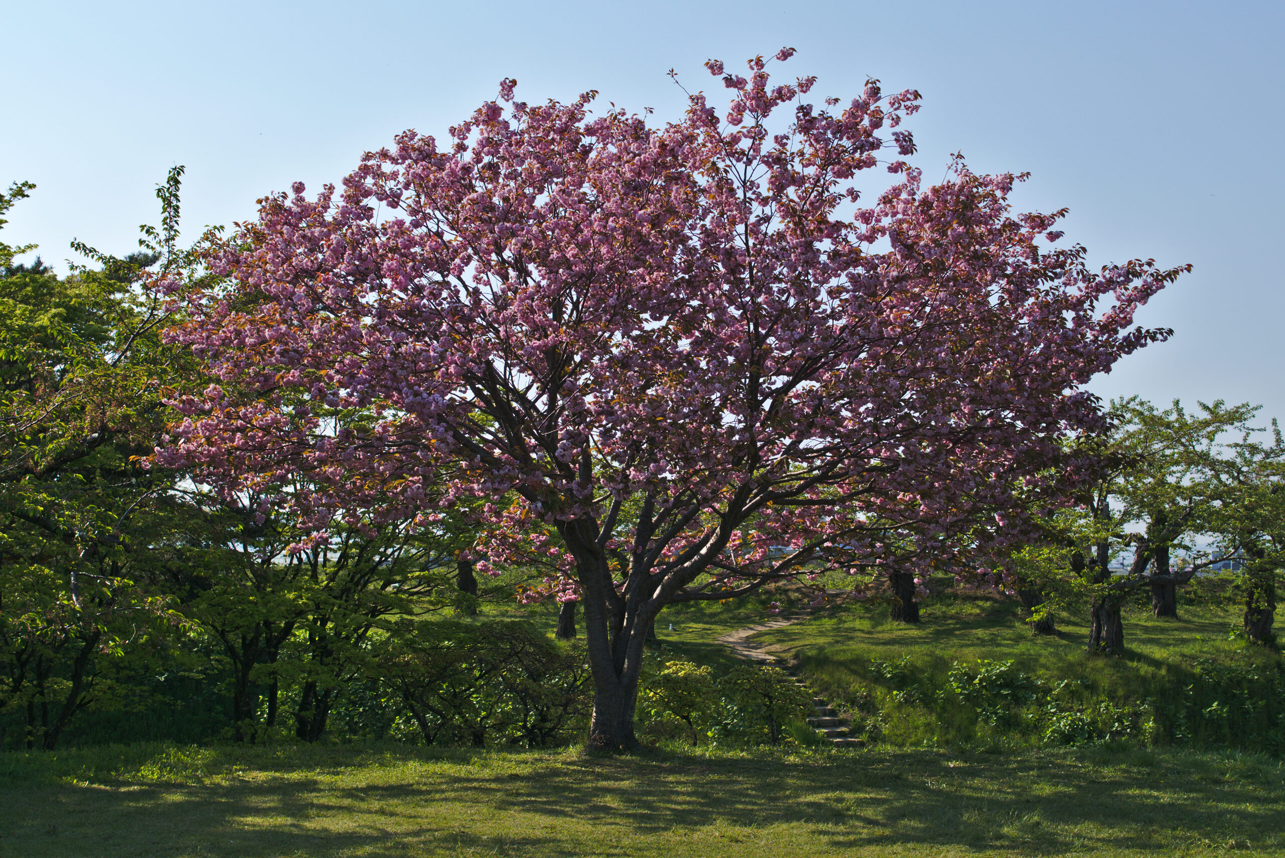 函館五稜郭公園櫻花