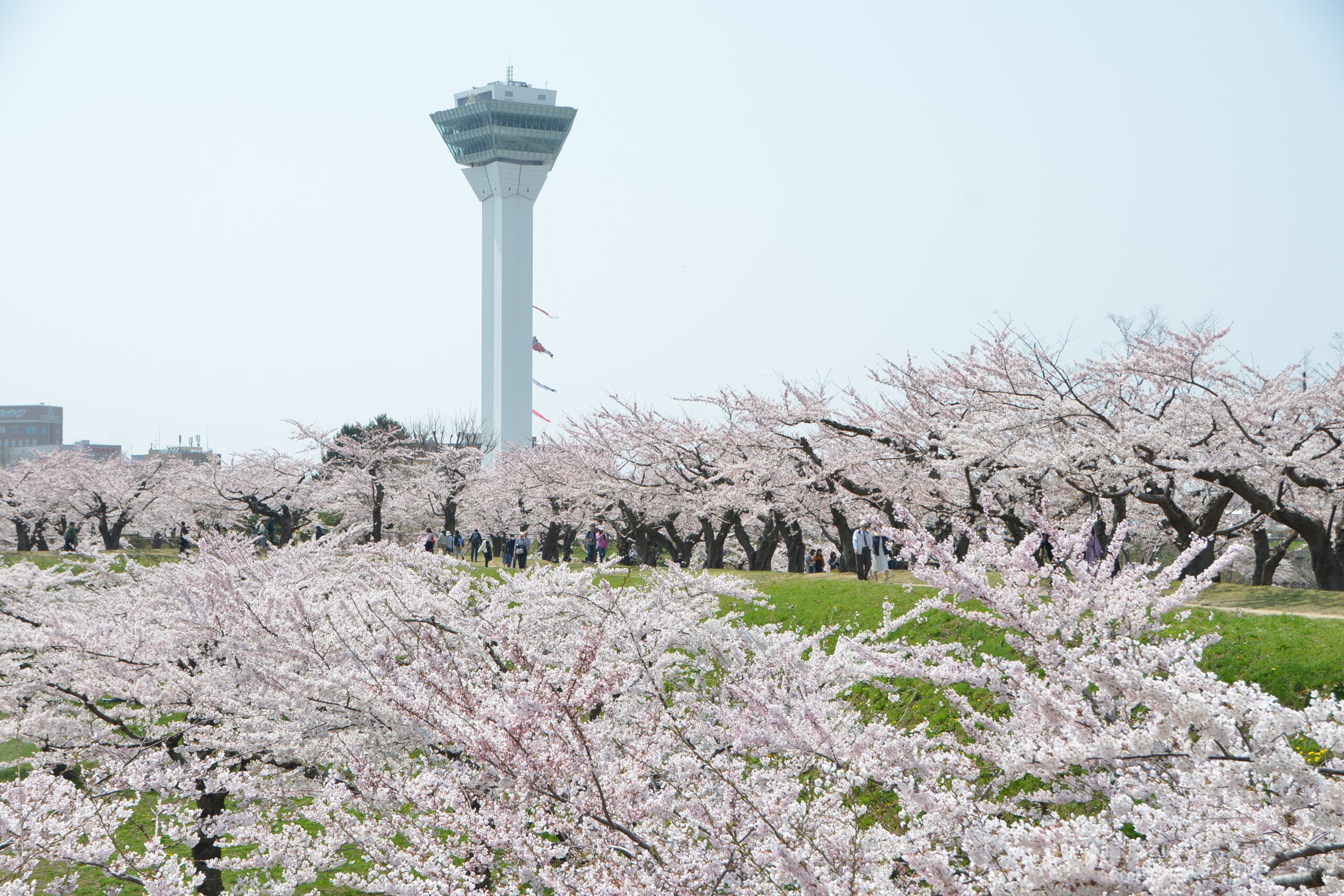 北海道五稜郭公園滿開的櫻花