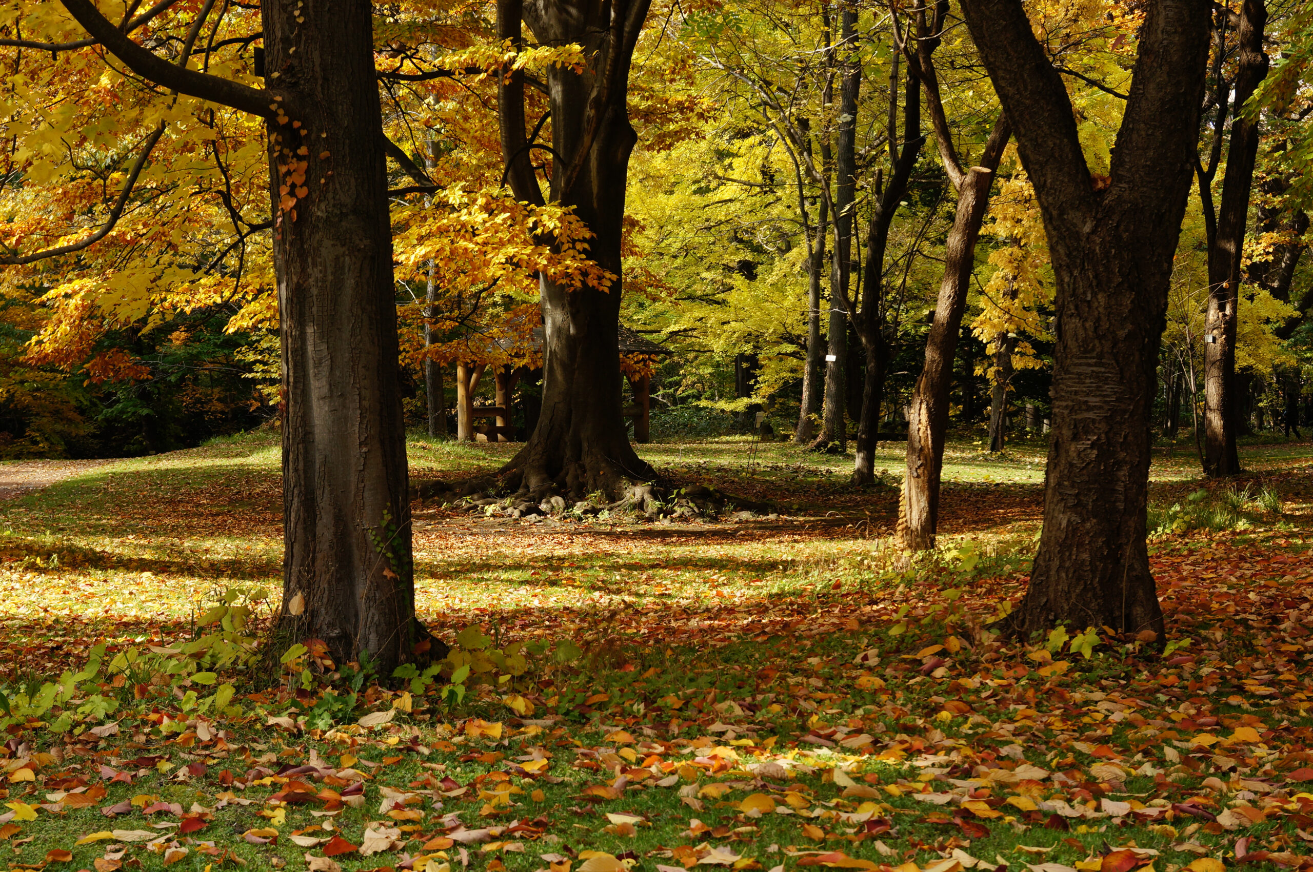 北海道大學植物園，札幌，北海道，日本