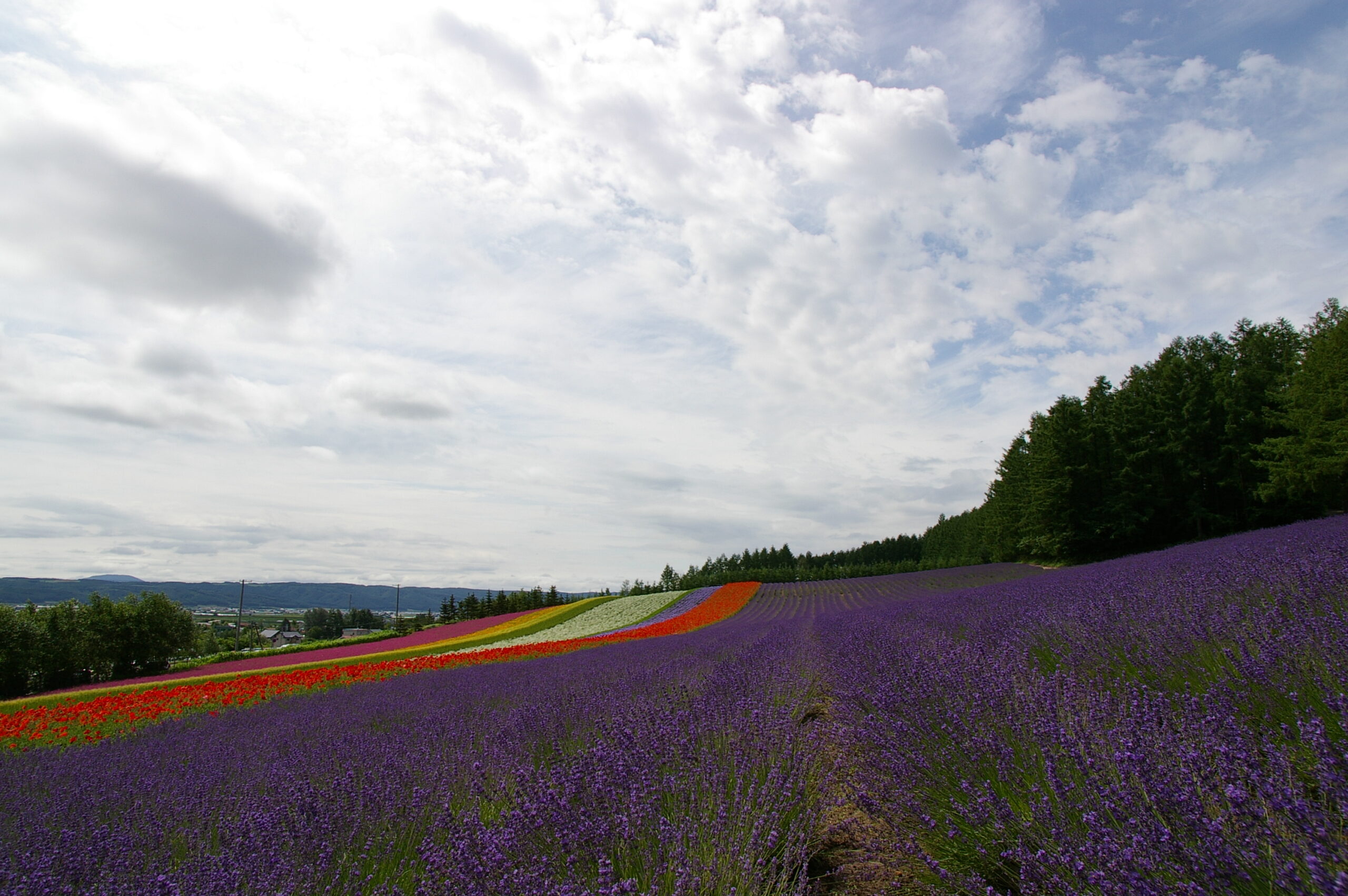 北海道富良野薰衣草