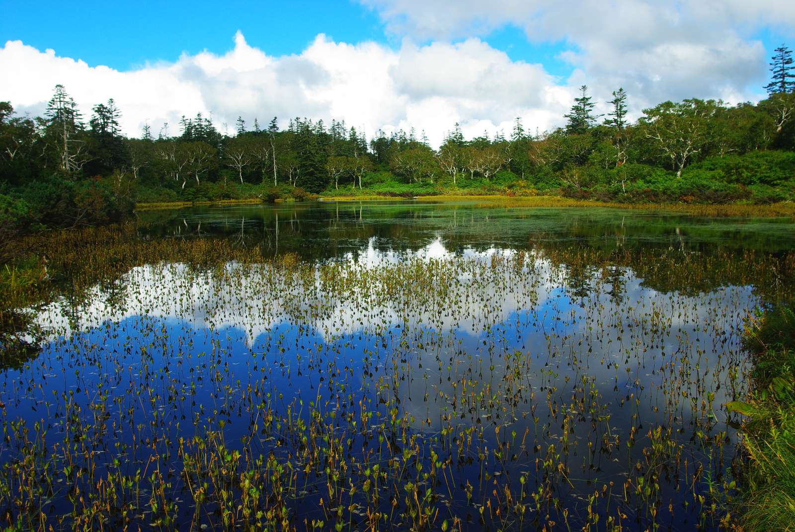 北海道新鮮沼澤