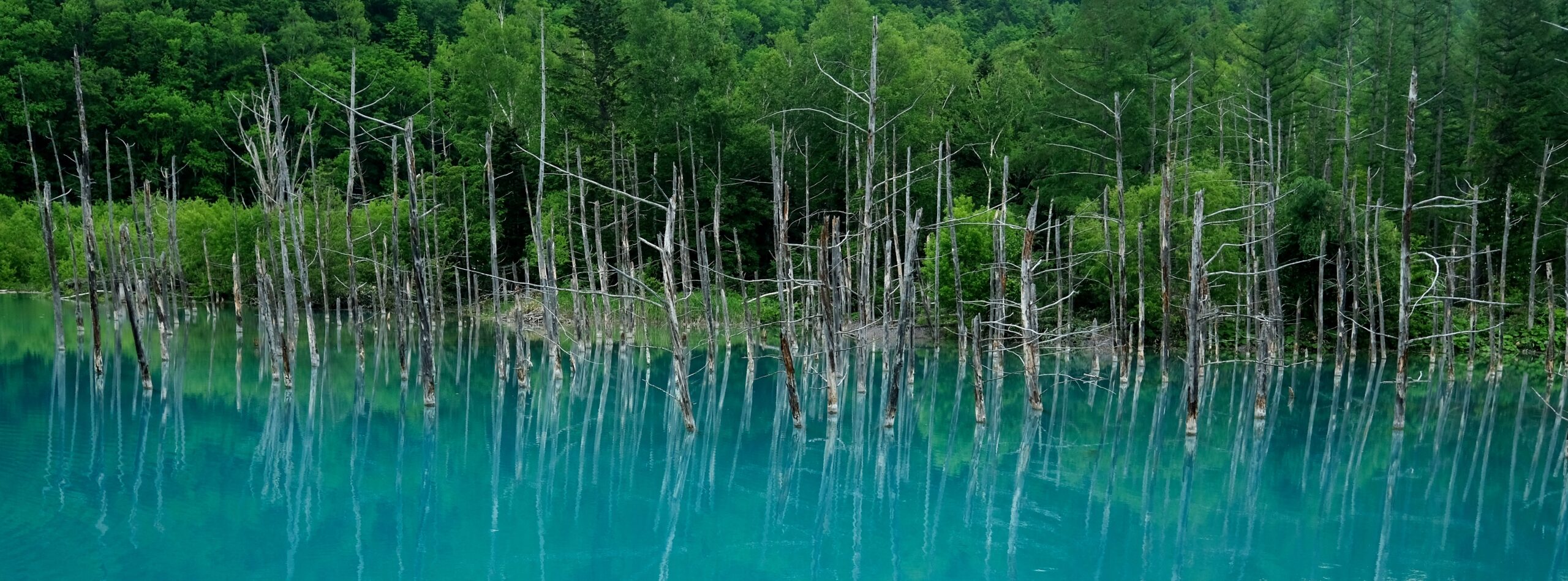 北海道美瑛的藍色池塘