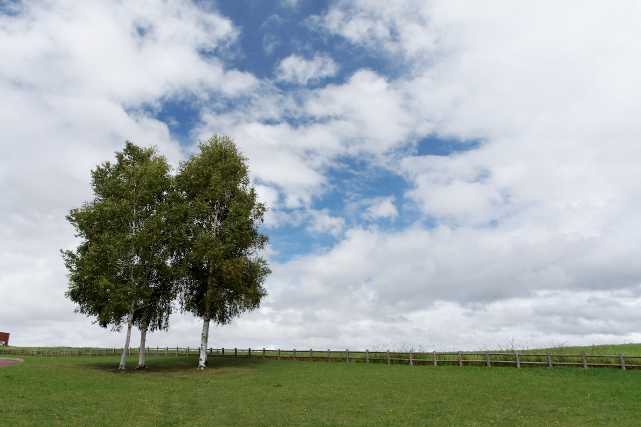北西之丘展望公園薰衣草花田