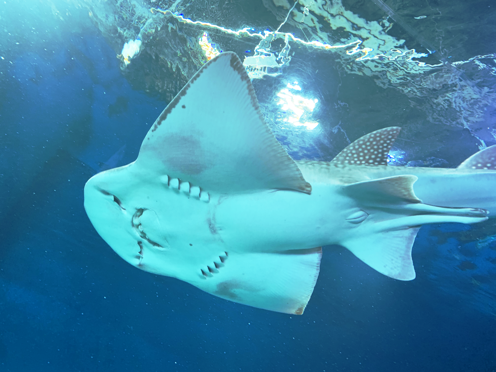 品川水族館弓背鯊魚展示