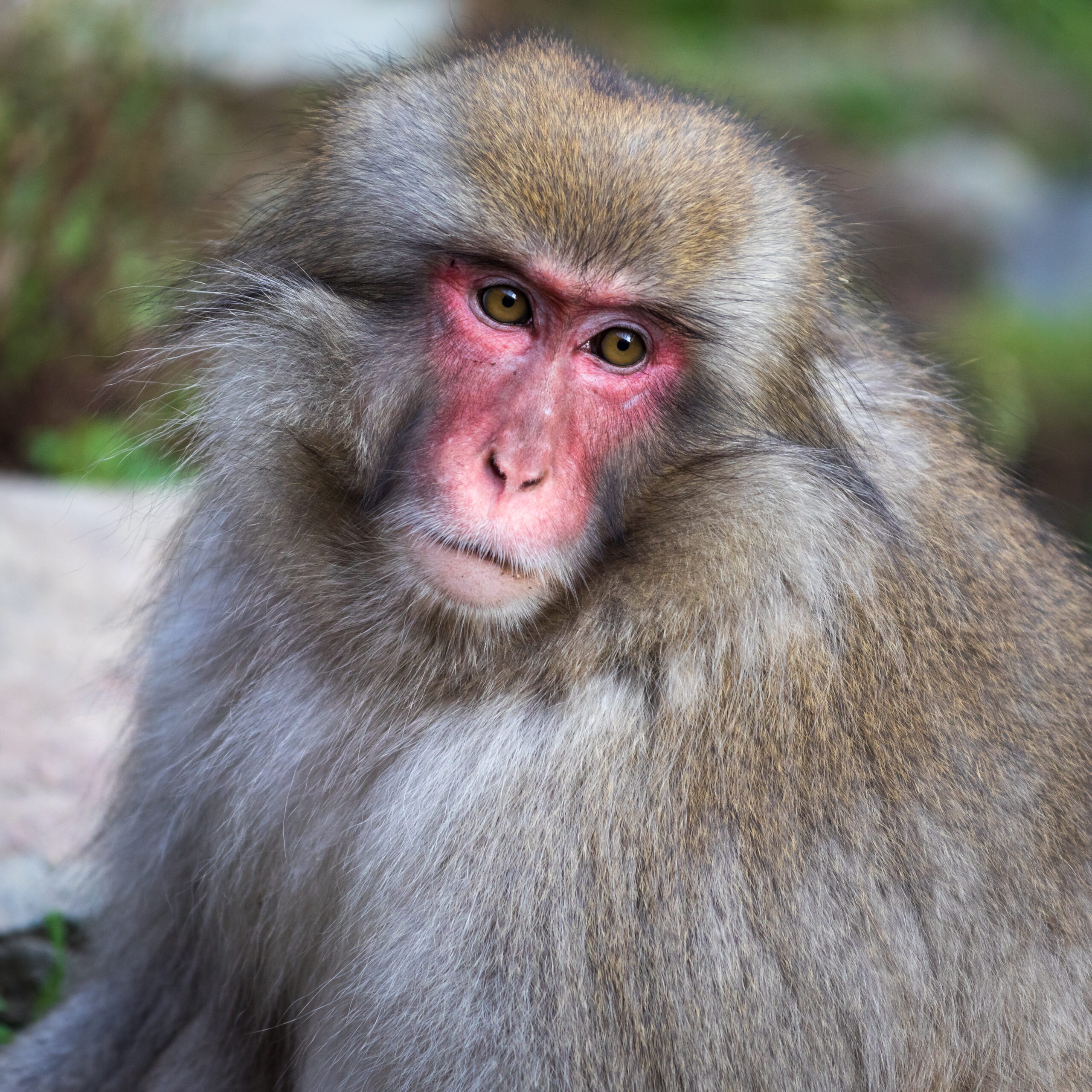 地獄谷野猿公苑的日本獼猴