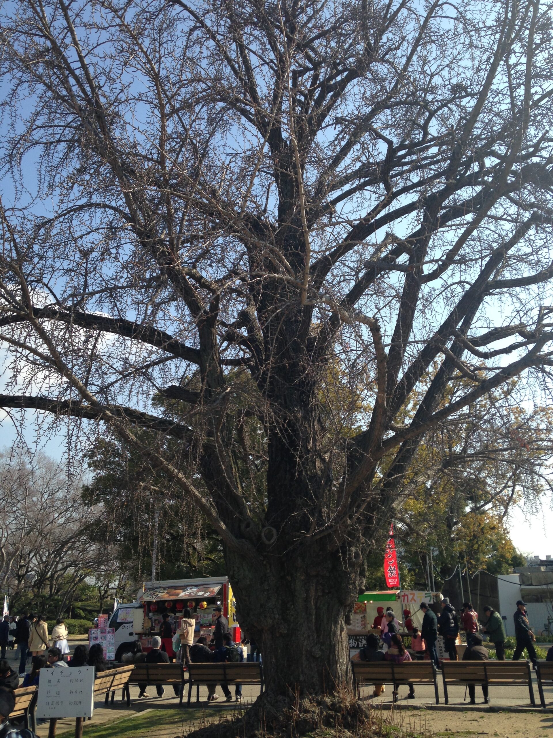 大阪城公園的銀杏大樹