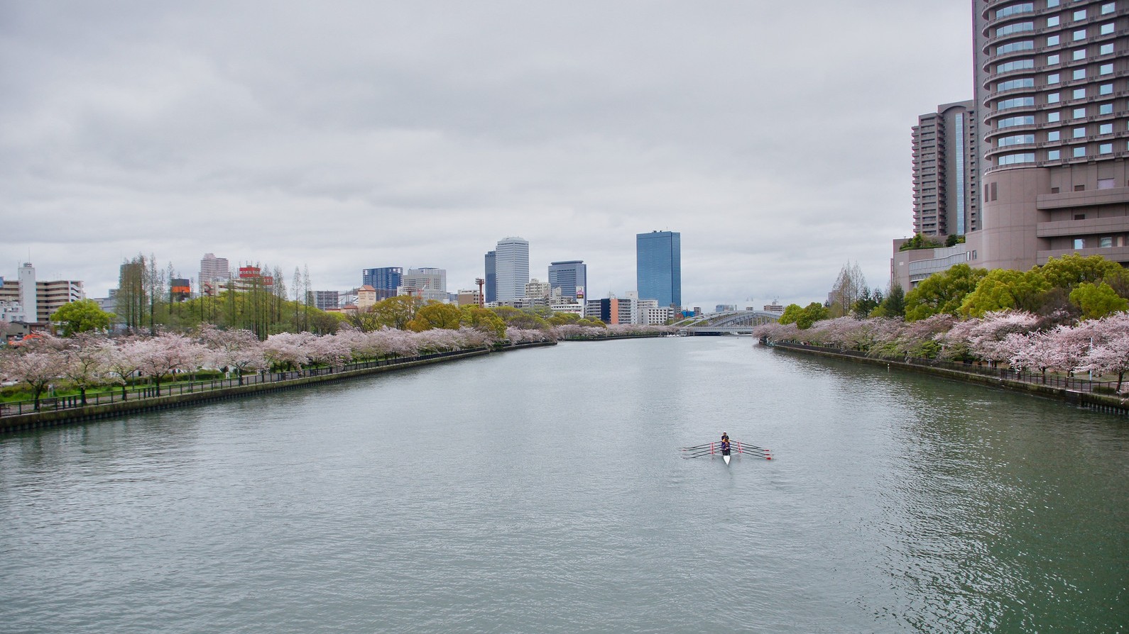 大阪河川的櫻花邊境