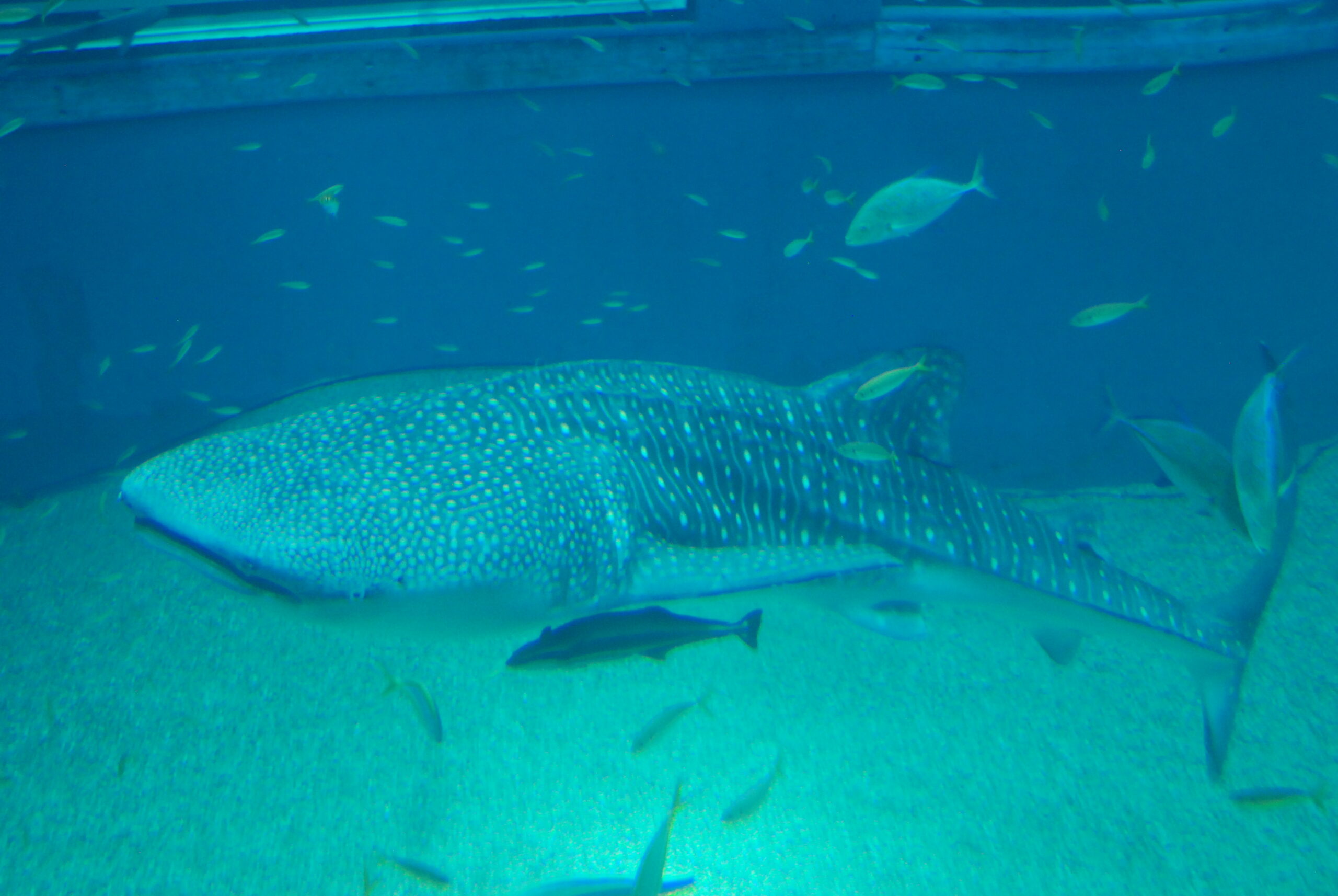 大阪海遊館的明星展品