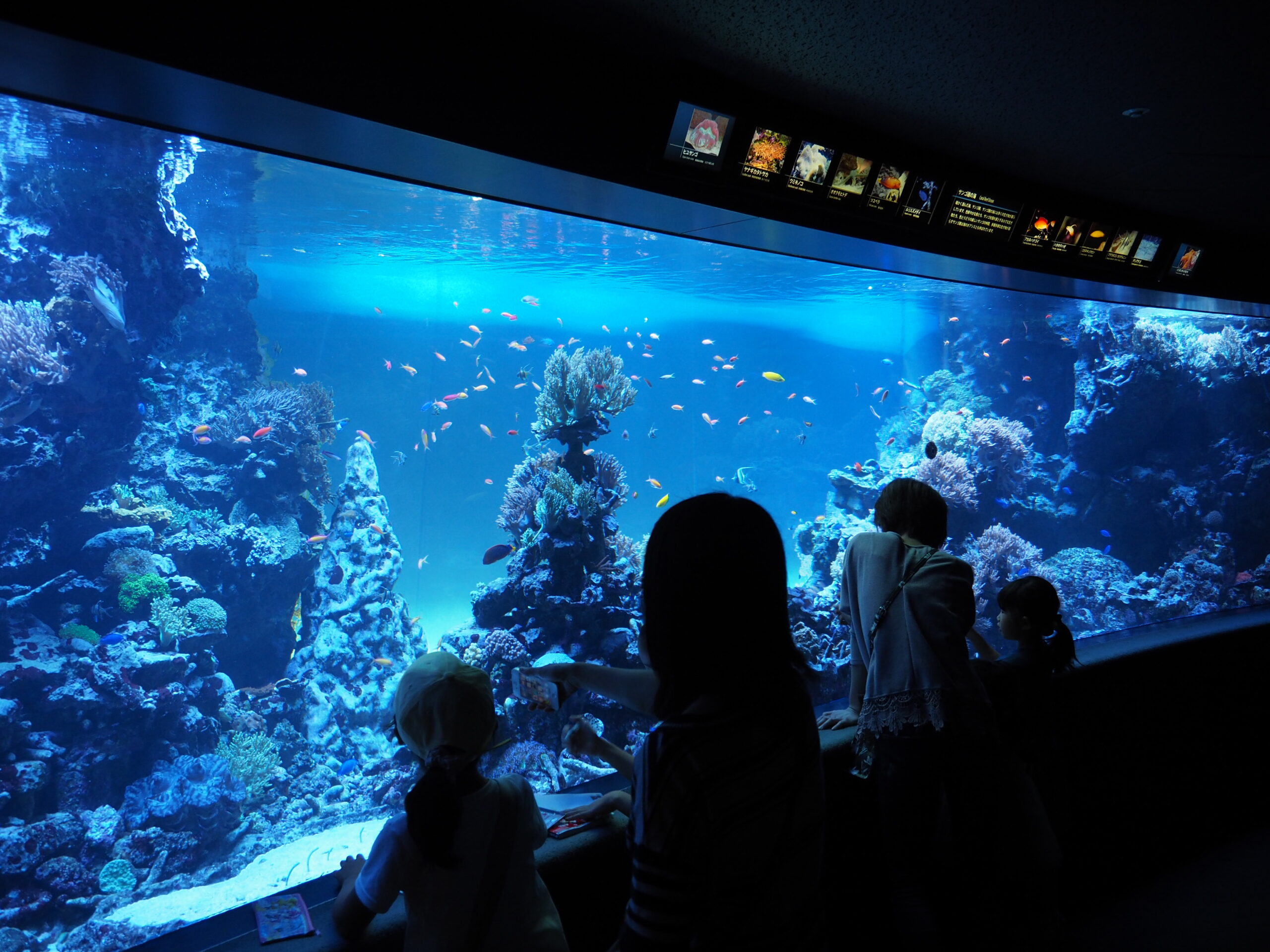 太陽城水族館天空企鵝展區