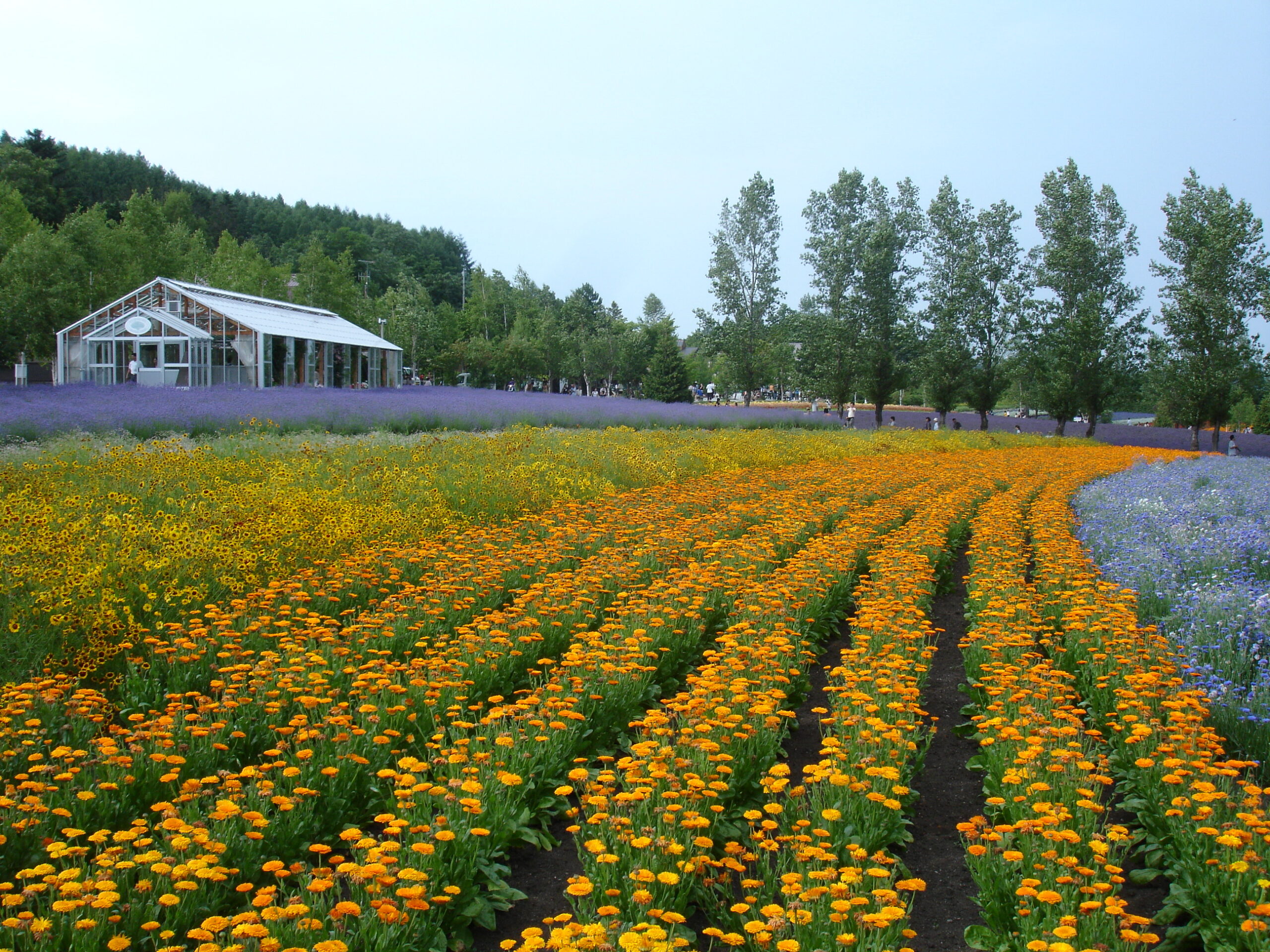 富田農場 @ 富良野