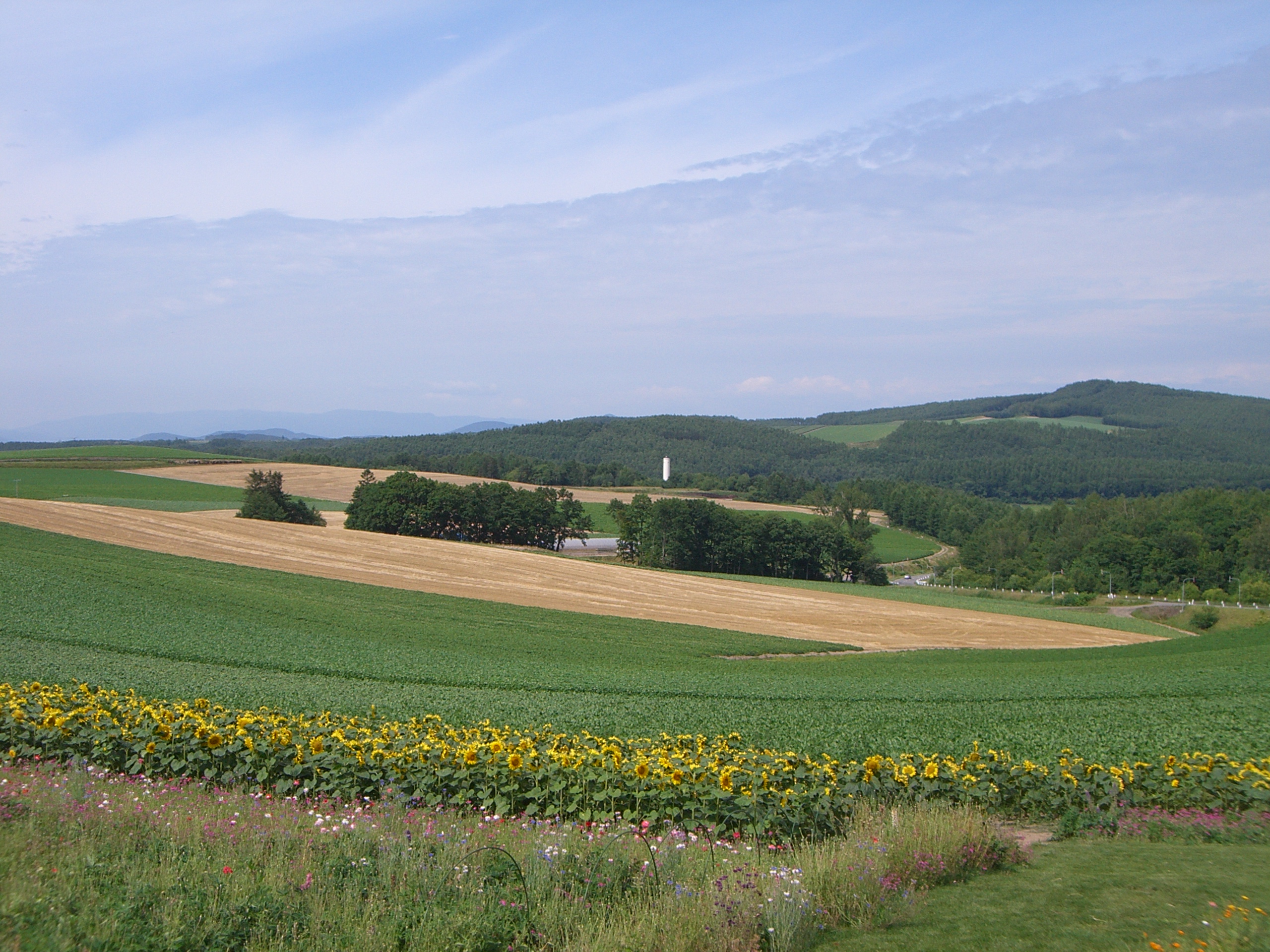 拼布山丘 - 美瑛