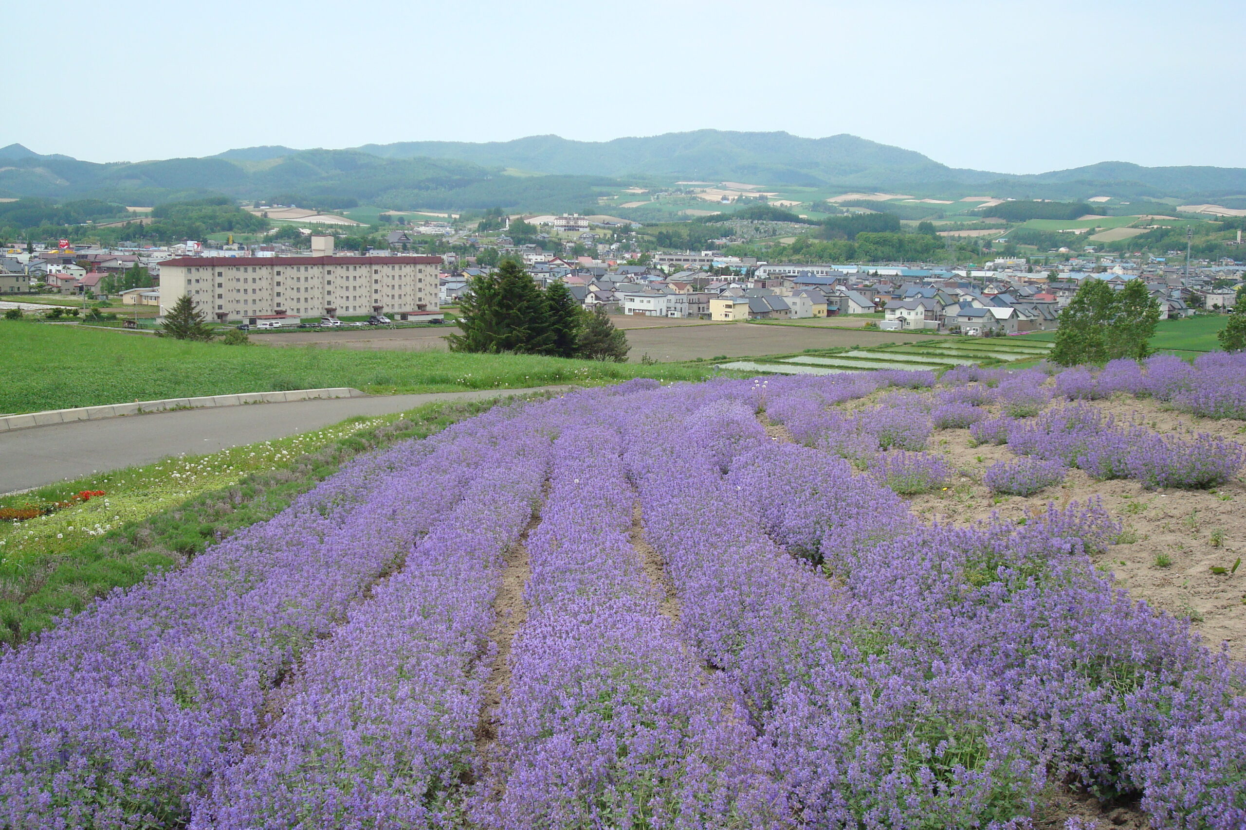 日之出公園與十勝岳遠景