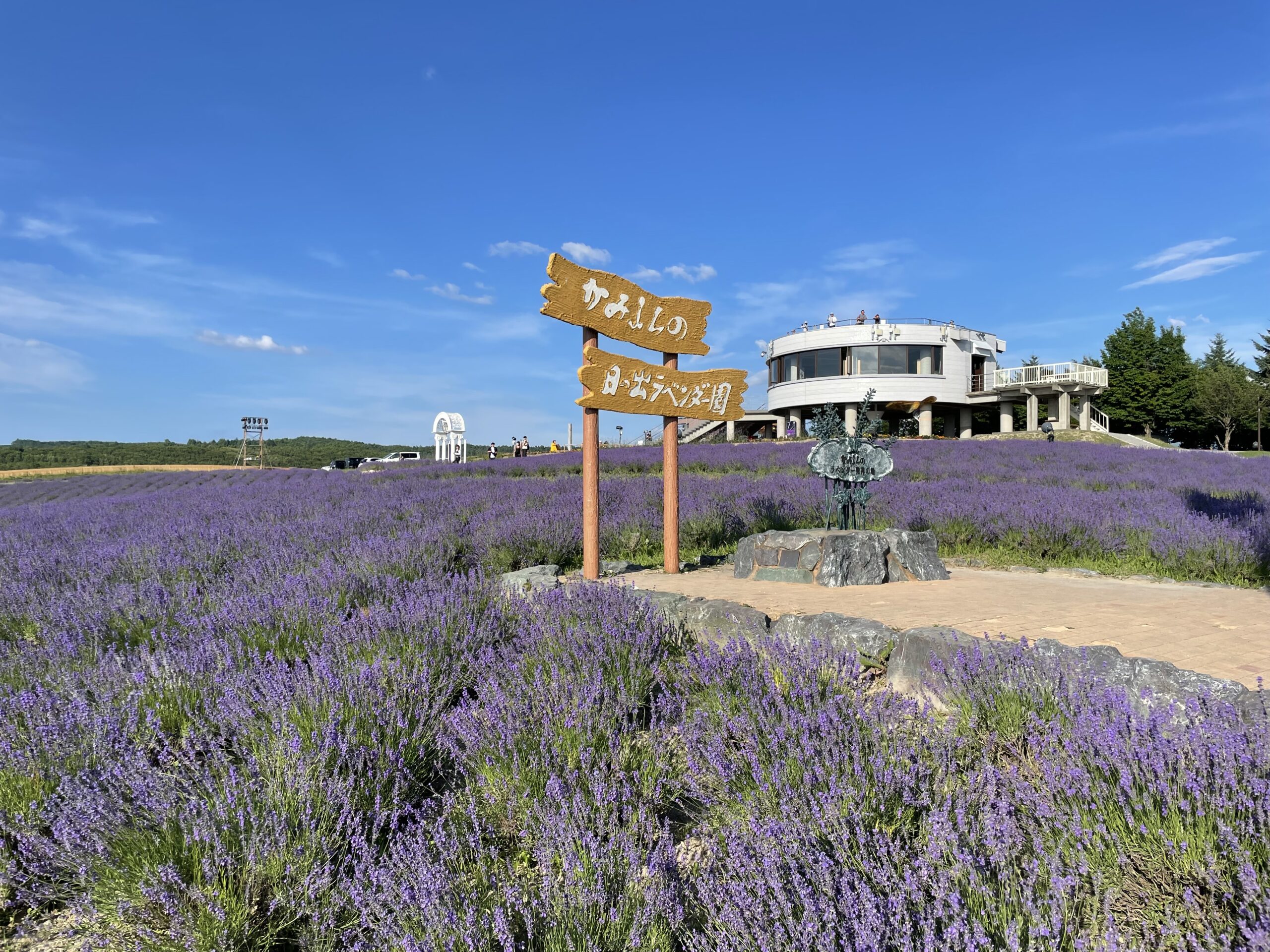 日之出公園薰衣草