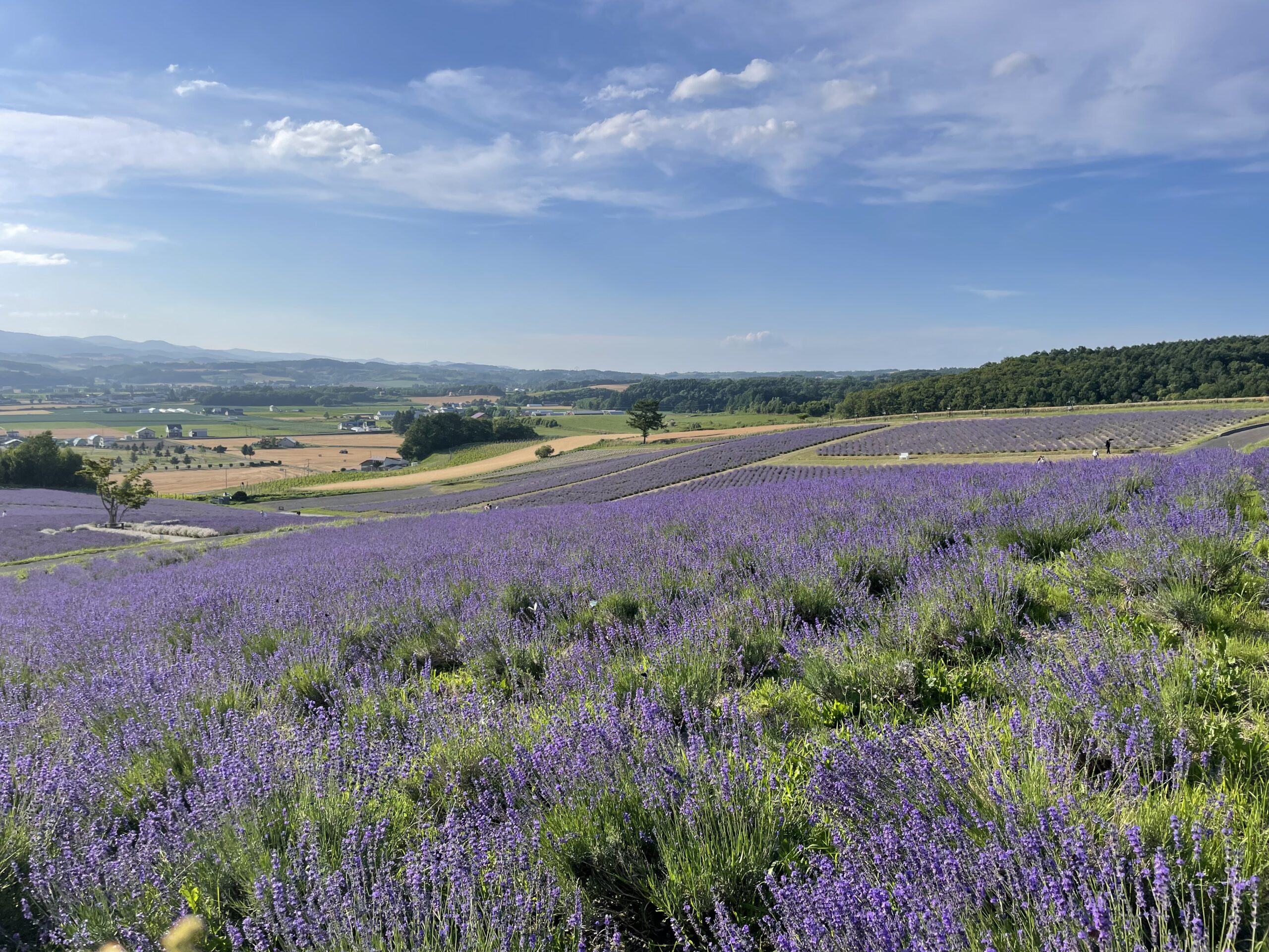 日出公園薰衣草花田俯瞰景色
