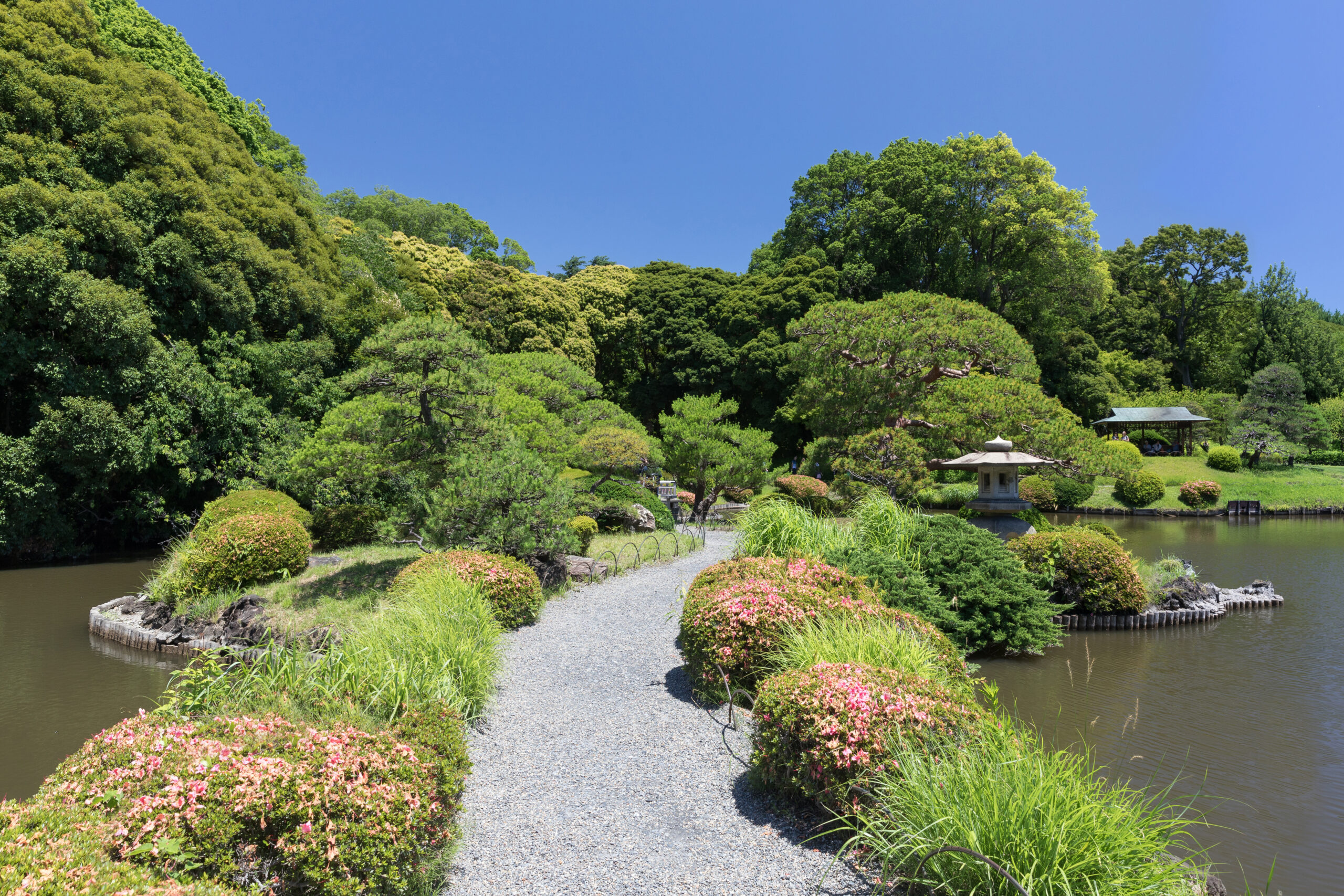 東京新宿御苑，綠蔭步道穿越池塘，藍天晴日