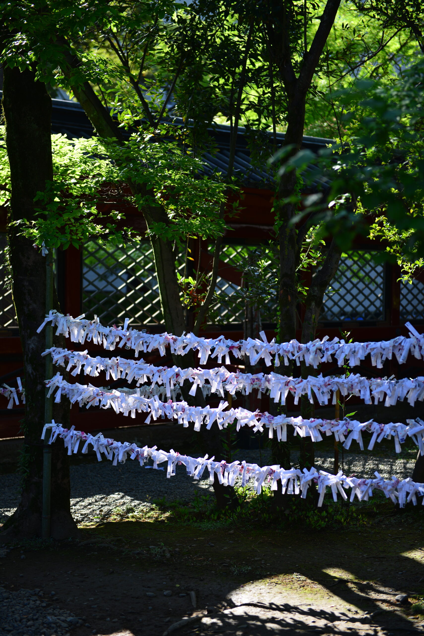 東京根津神社的御神籤