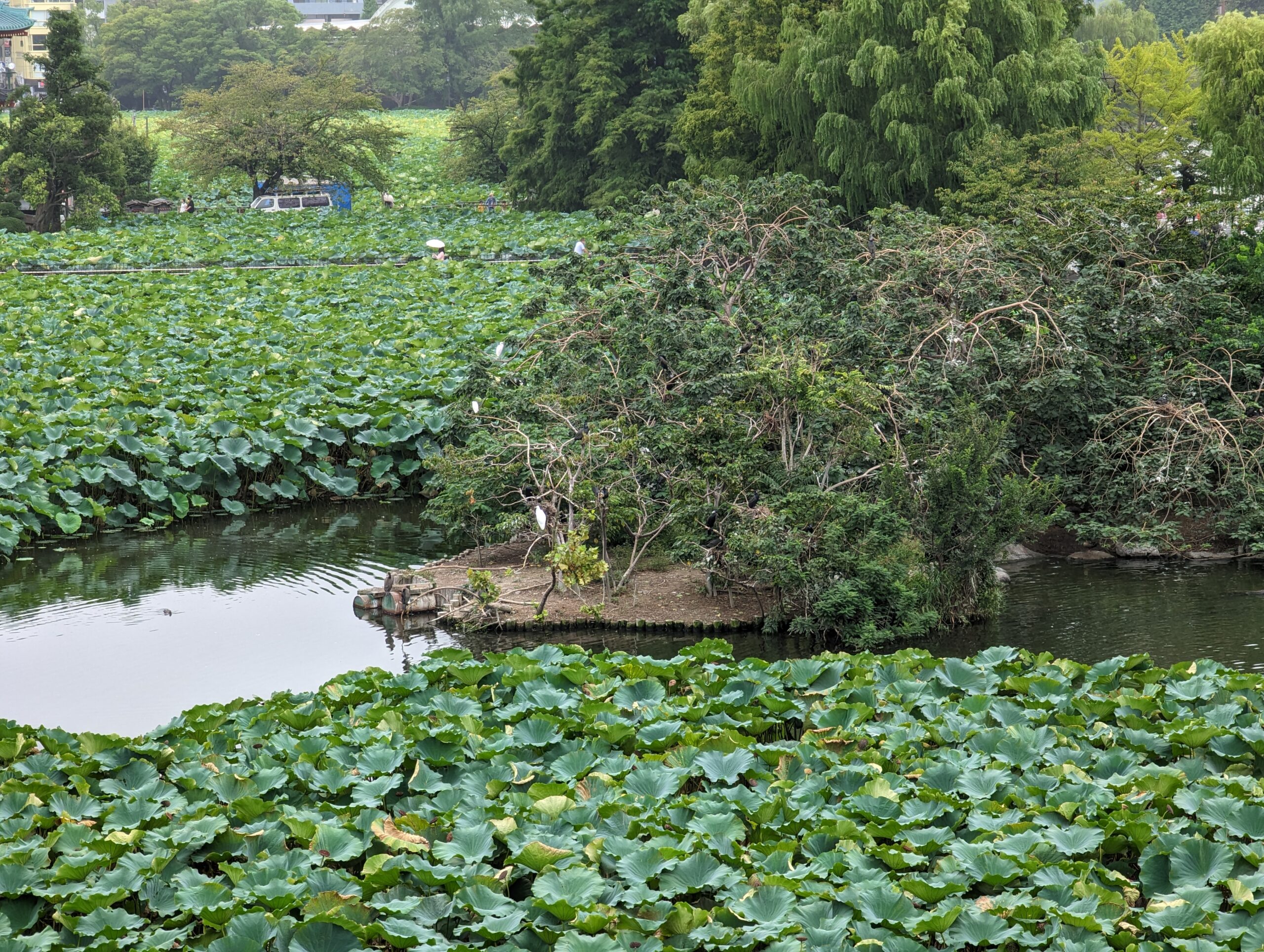 上野動物園不忘池的「鵜鳥」島