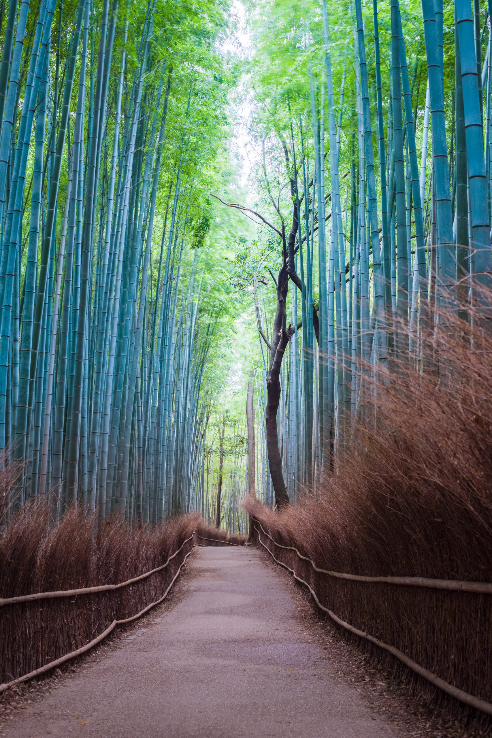 嵐山竹林晨光美景