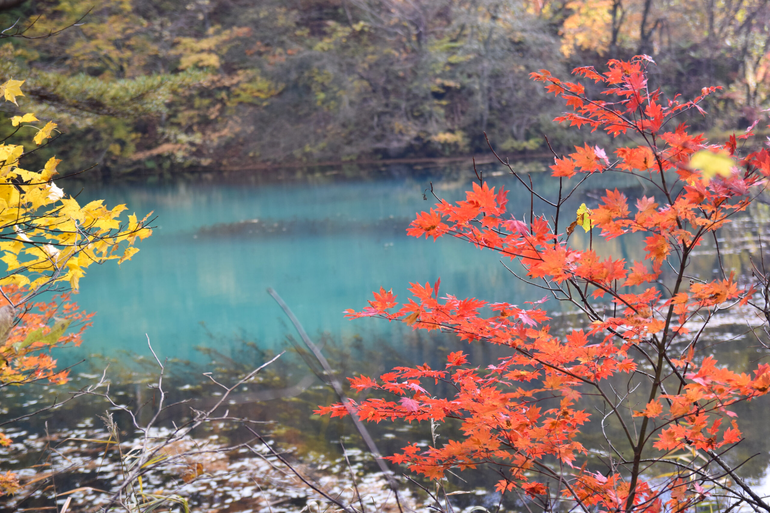 五色沼晨霧景色