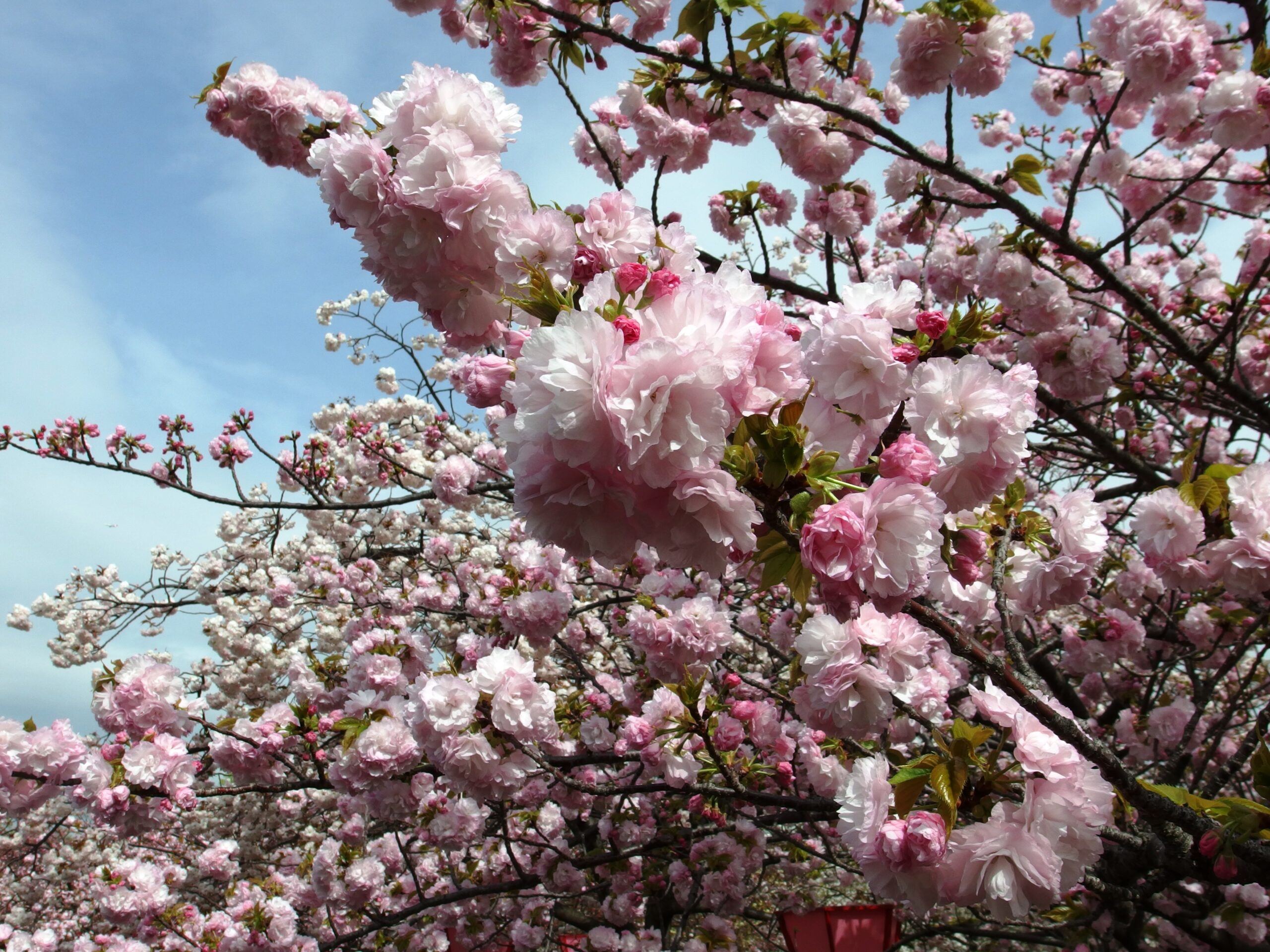 大阪造幣局賞櫻花隧道
