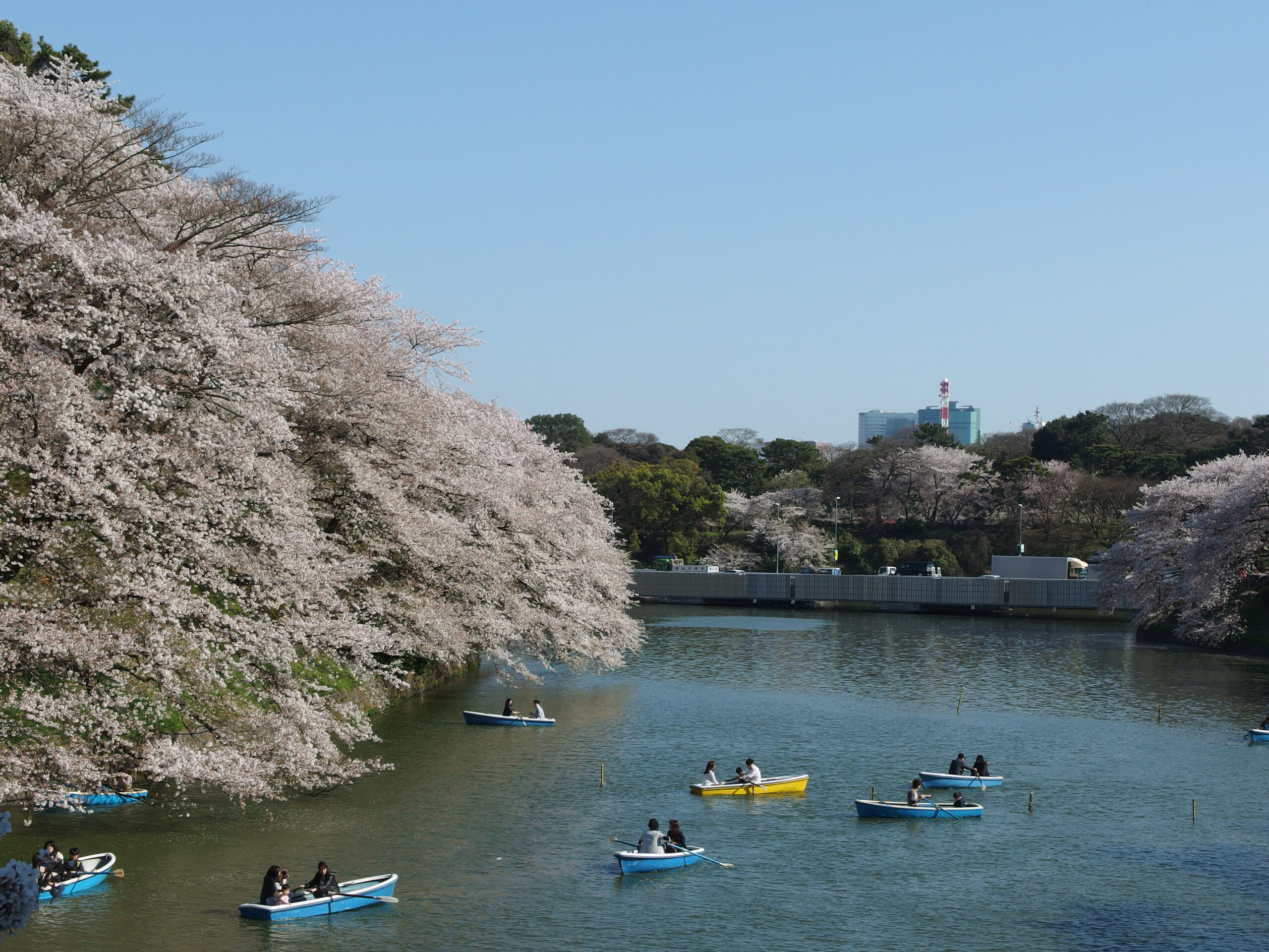 千鳥之淵護城河的櫻花，皇居前