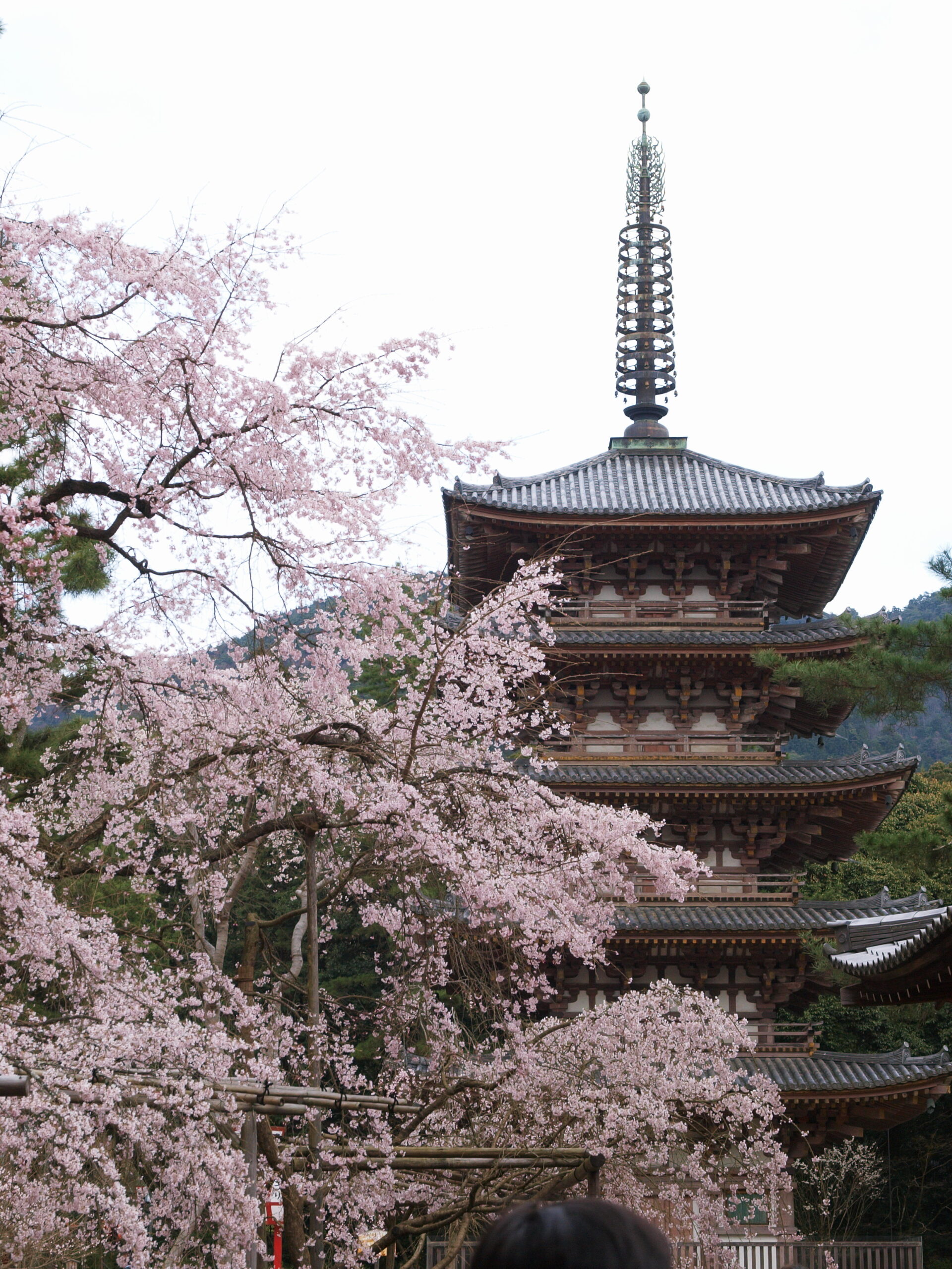 京都醍醐寺的櫻花與五層塔