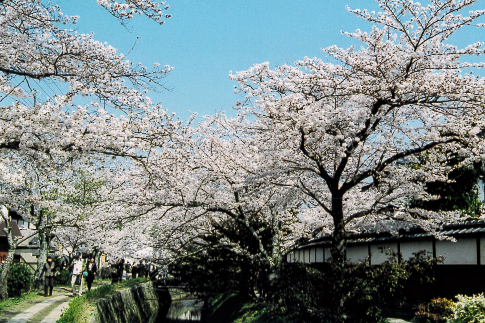 哲學之道的櫻花