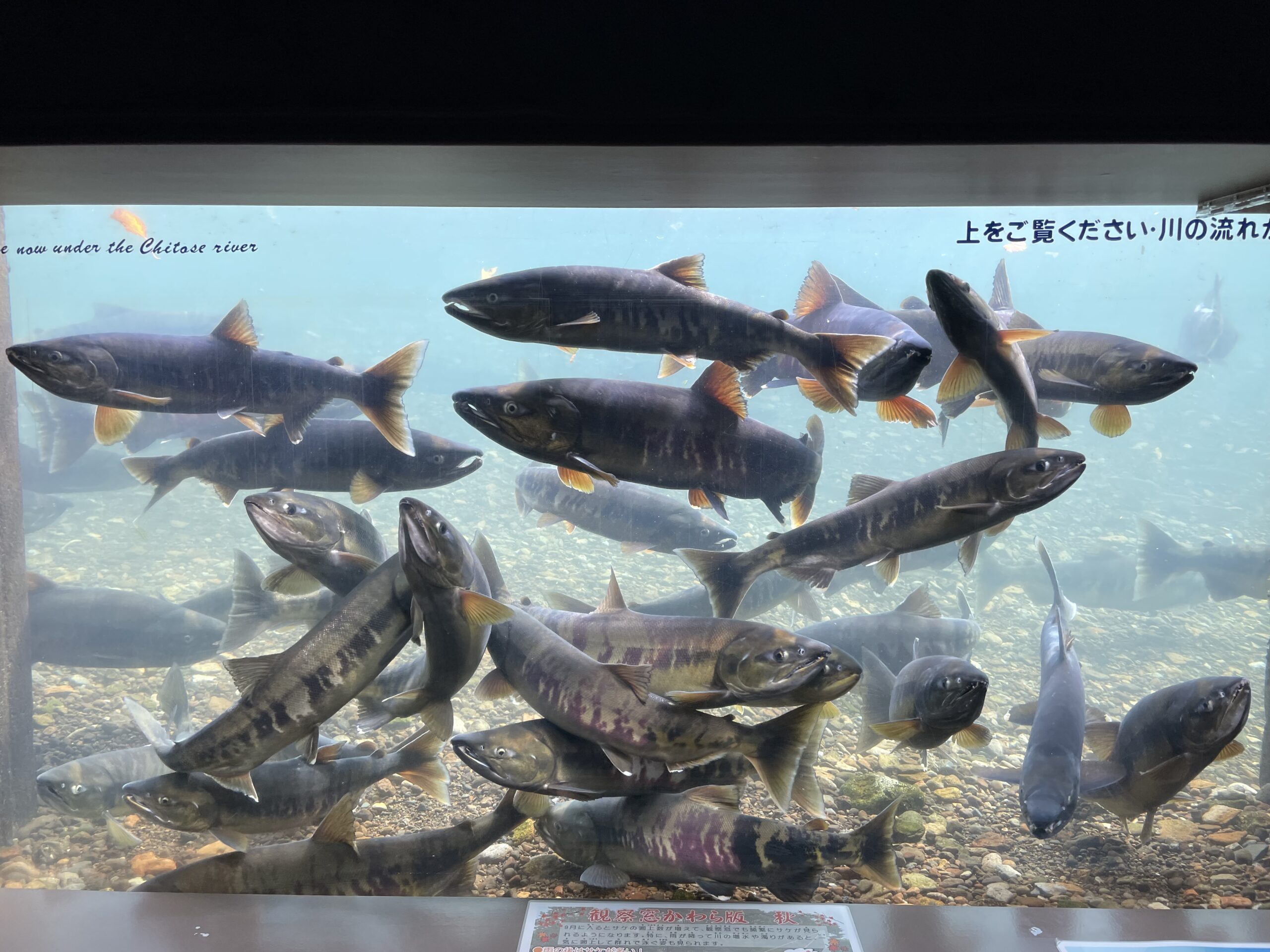 Chitose river underwater observation 1