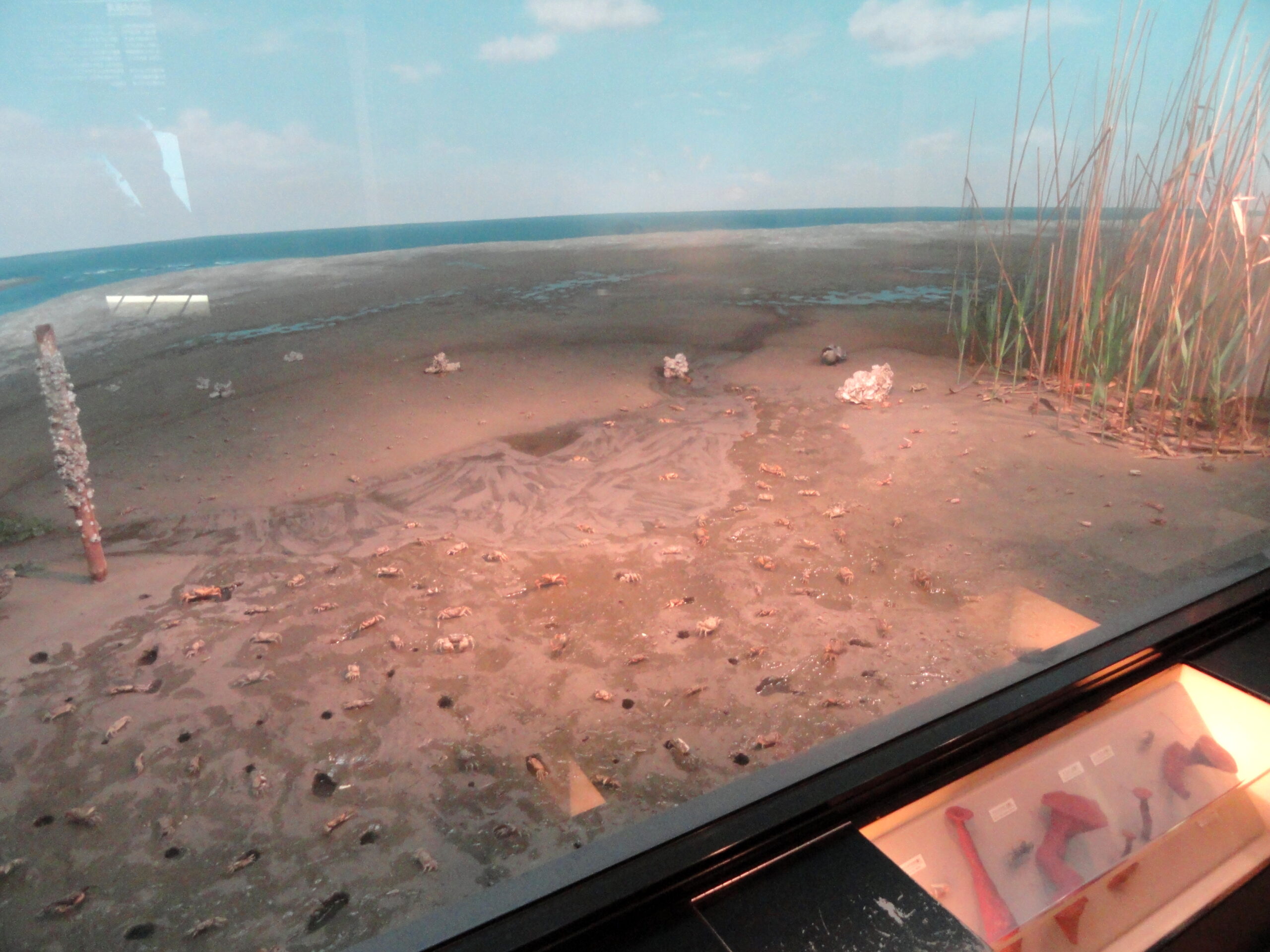 大阪自然史博物館模型展示