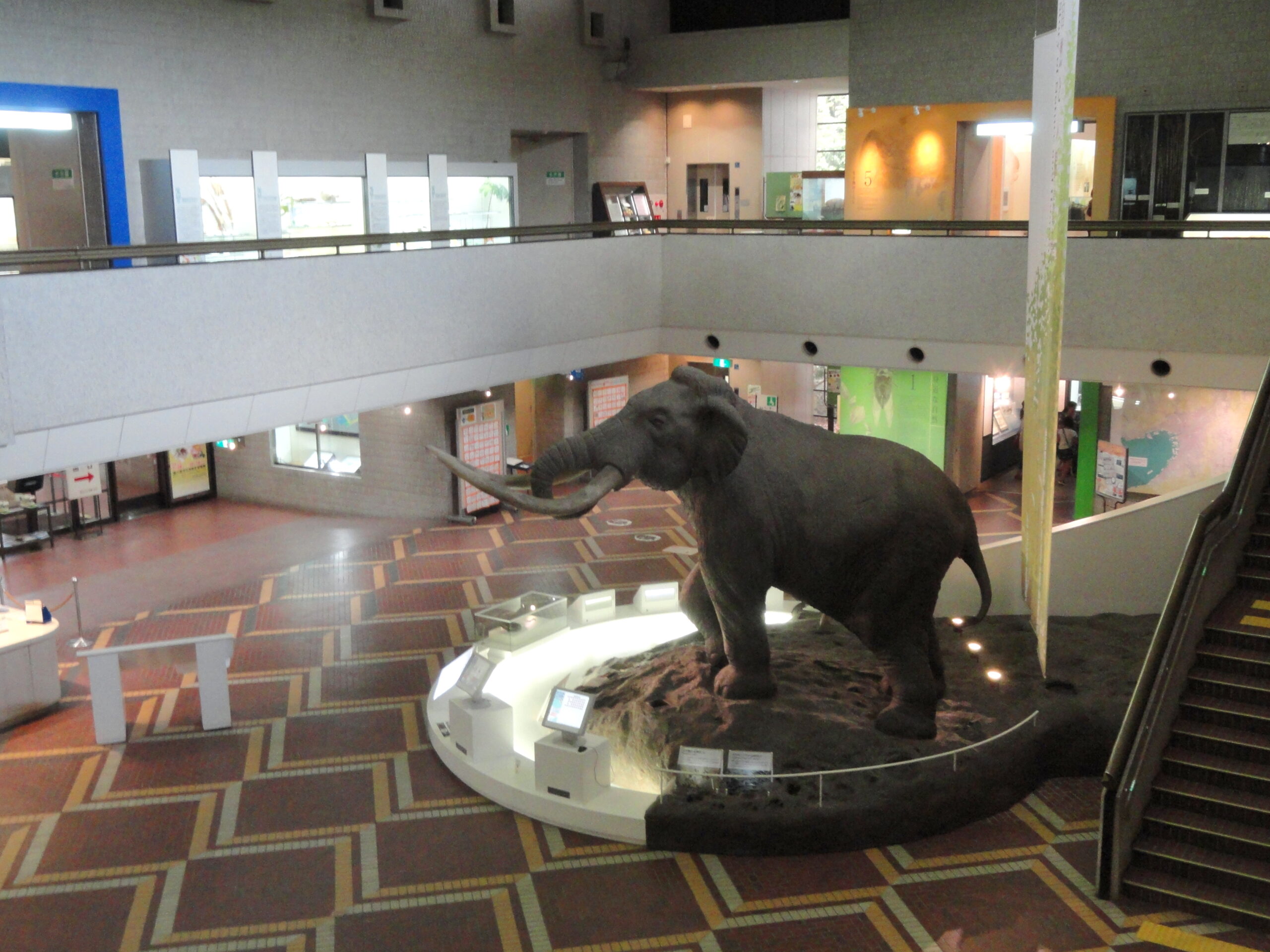 大阪自然史博物館 模型展示