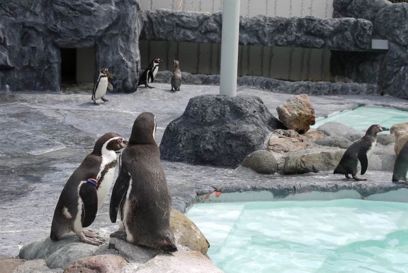 圓山動物園企鵝