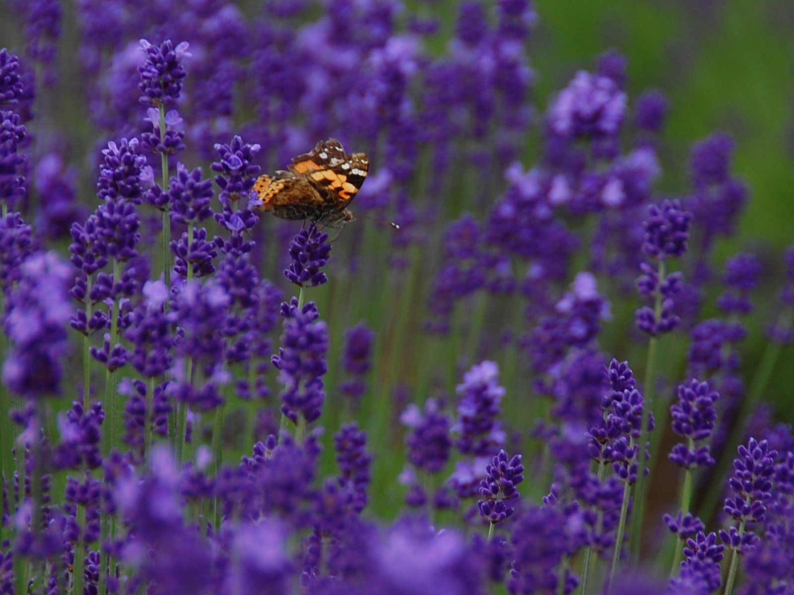 富良野薰衣草農場