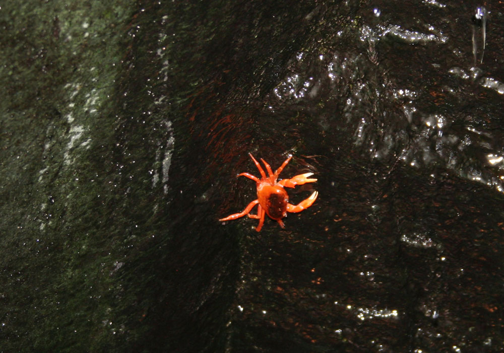 海遊館的細小沙瓦蟹（德哈尼氏蟹）