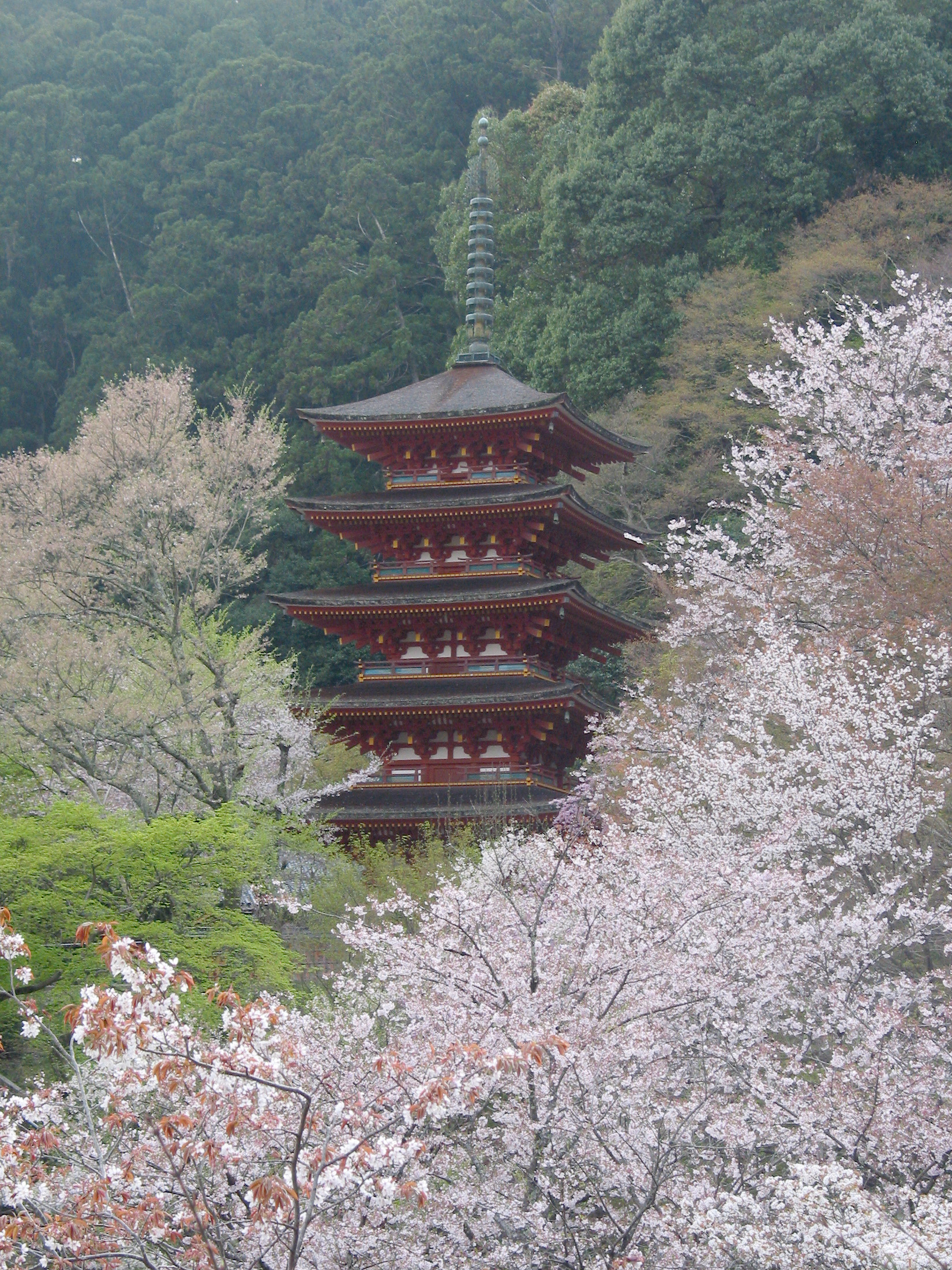 五重塔長谷寺春季景色